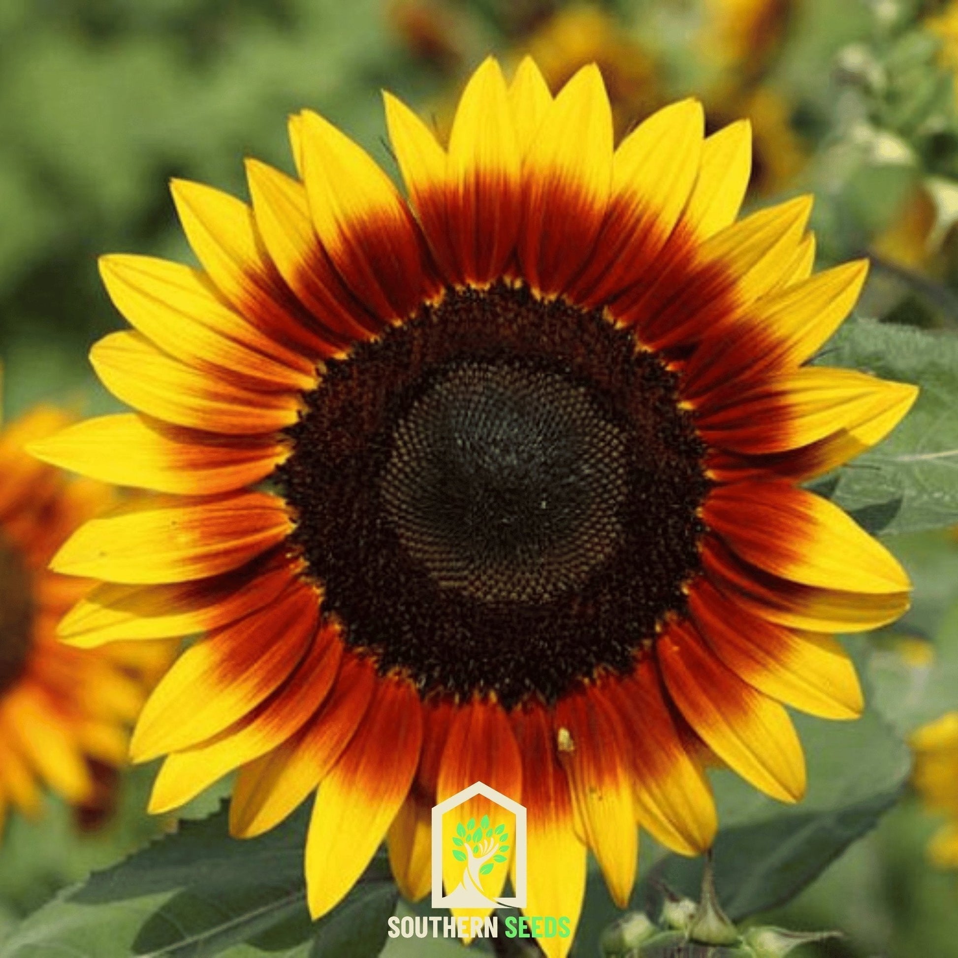Ring of Fire Sunflower Seeds – Bi-Color 5-Inch Blooms, All-American Selections Winner, Heirloom, Open Pollinated, Non-GMO