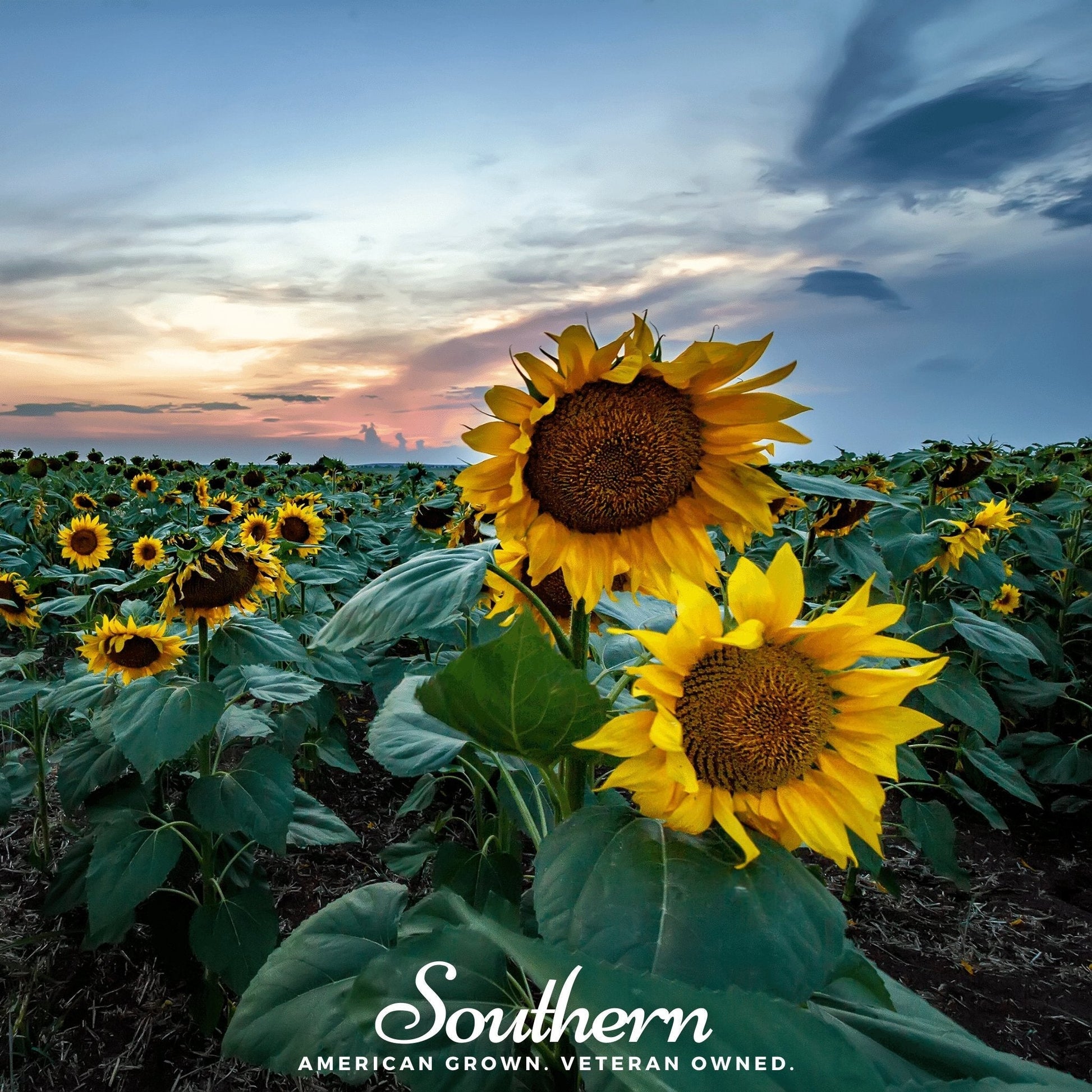 Skyscraper Sunflower Seeds | Tall Heirloom Helianthus annuus | 25 Seeds for Garden, Wildlife & Roasting