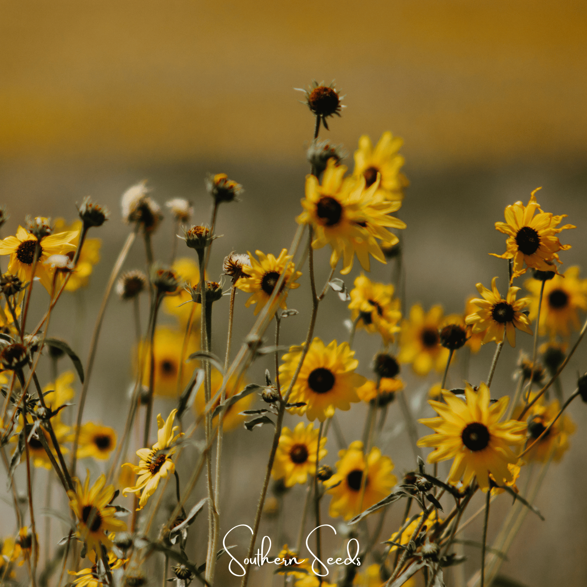 Wild Annual Sunflower Seeds – Native Helianthus annuus, Golden Yellow, Heirloom, Open Pollinated, 50 Seeds