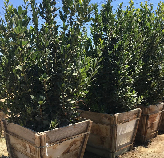 10 Bay Laurel Cuttings Unrooted Herbs for Growing | Laurus nobilis | Culinary, Medicinal, Aromatic