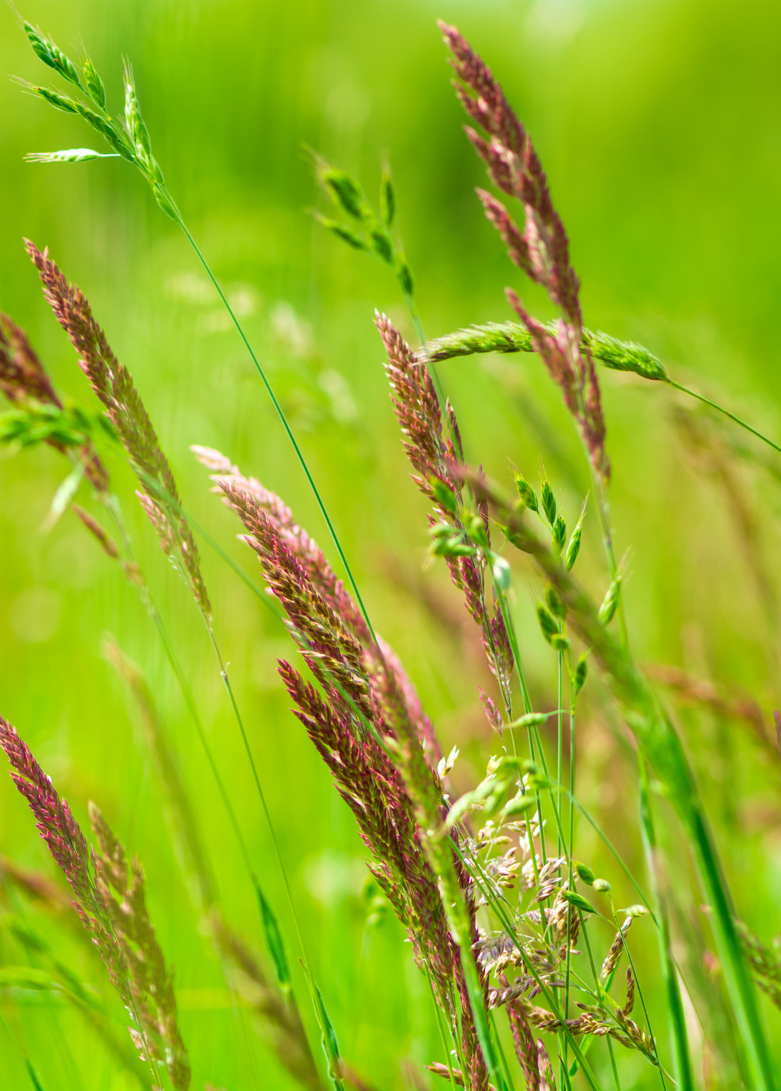 Sweetgrass (Hierochloe odorata) - Fragrant Medicinal Herb for Smudging, Baskets & Natural Products