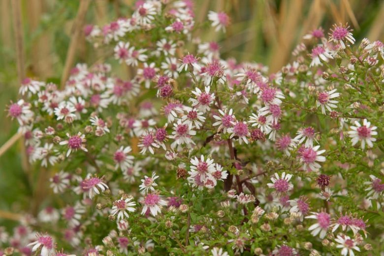 Symphyotrichum Lateriflorum Seeds 100 Calico Aster Native Wildflower Pollinator Plant White Purple Blooms