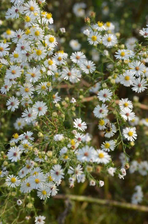 Symphyotrichum Pilosus Seeds 100 | Native Perennial Wildflower with Purple Daisy Blooms | Pollinator Plant