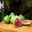 Dalmatie Fig Cutting - Unrooted 8+ Inches, 3+ Nodes | Sweet Green Ficus carica for Propagation