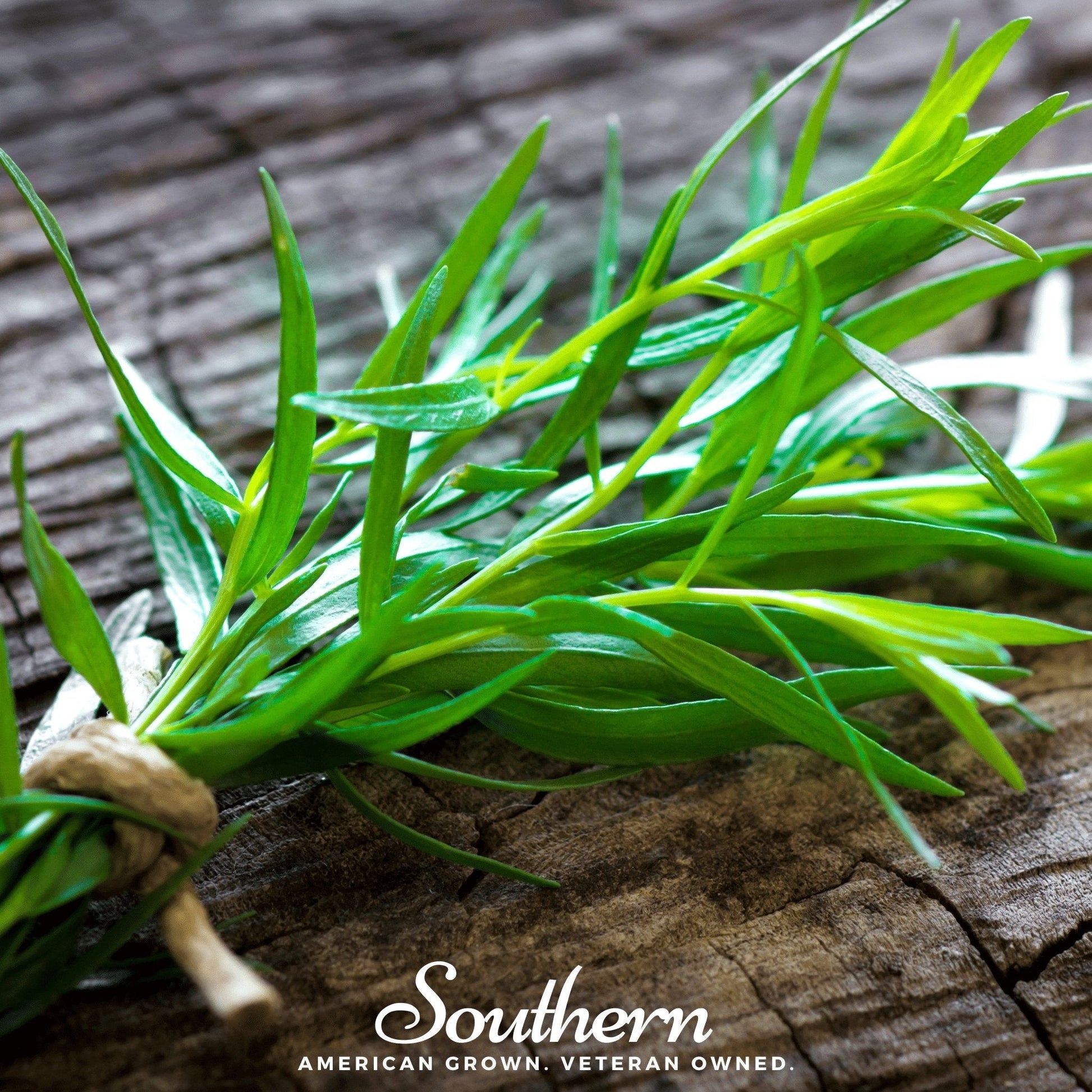 Russian Tarragon Seeds – 300 Heirloom, Open Pollinated, Perennial Herb for Seasoning, Artemisia dracunculoides