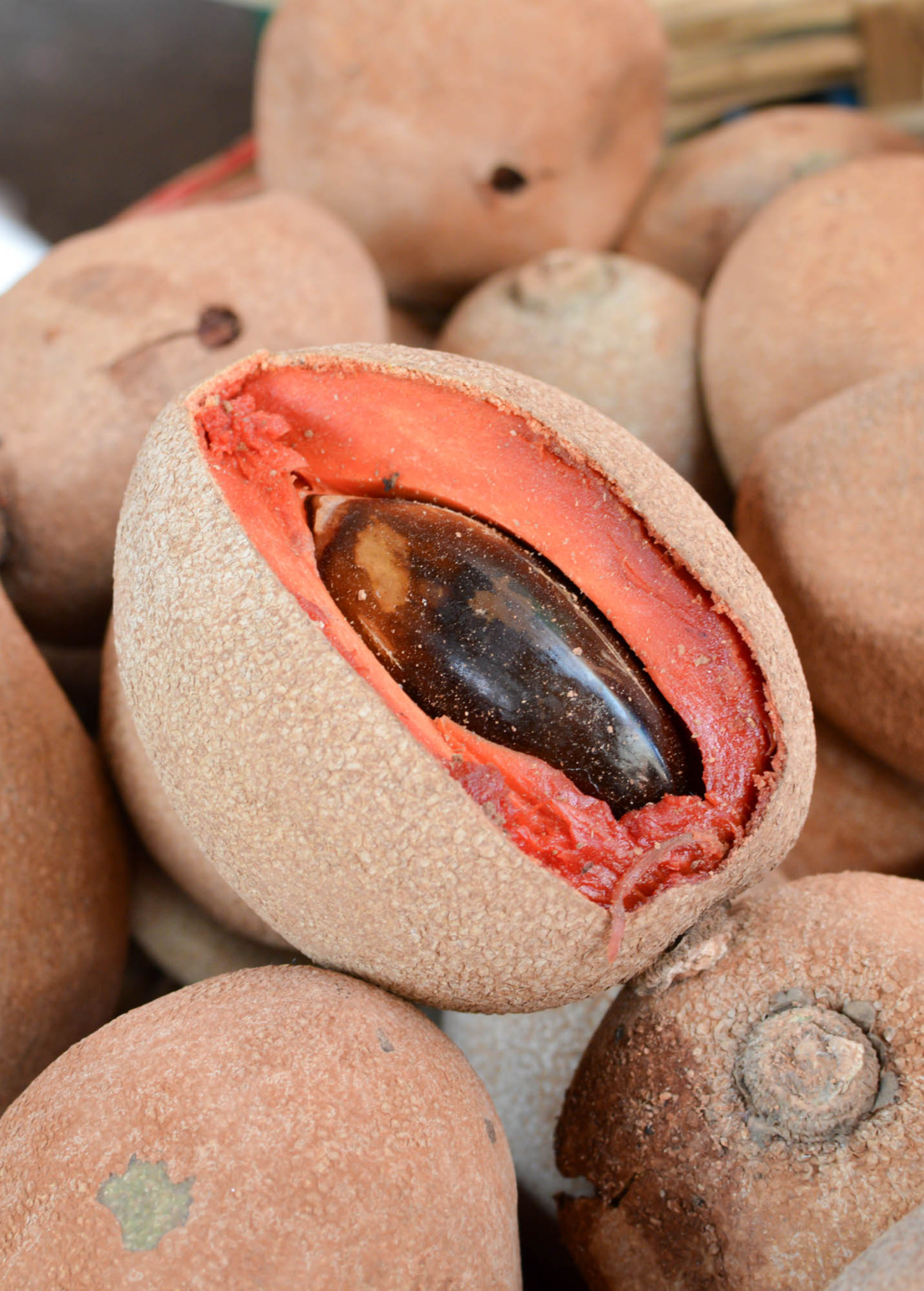 Mamey Sapote 'Tazumal' Fruit Tree – Tropical Pouteria sapota with Pink Flesh, Medium Size, Fast-Growing, Edible Dessert Fruit