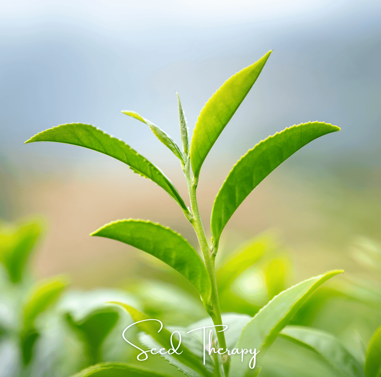 Tea Plant Seeds - Camellia sinensis Evergreen Shrub for Home Growing, Ornamental & Tea Production