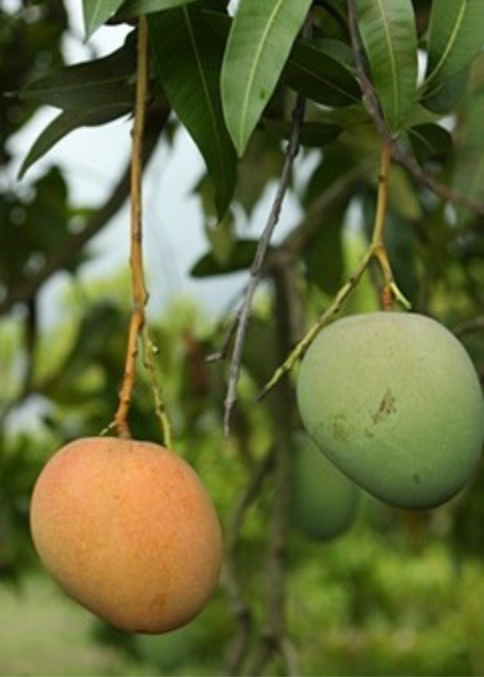 Mango Tebow Fruit Tree, Compact Florida Hybrid, Fiberless, Sweet & Floral Flavor, Mangifera indica