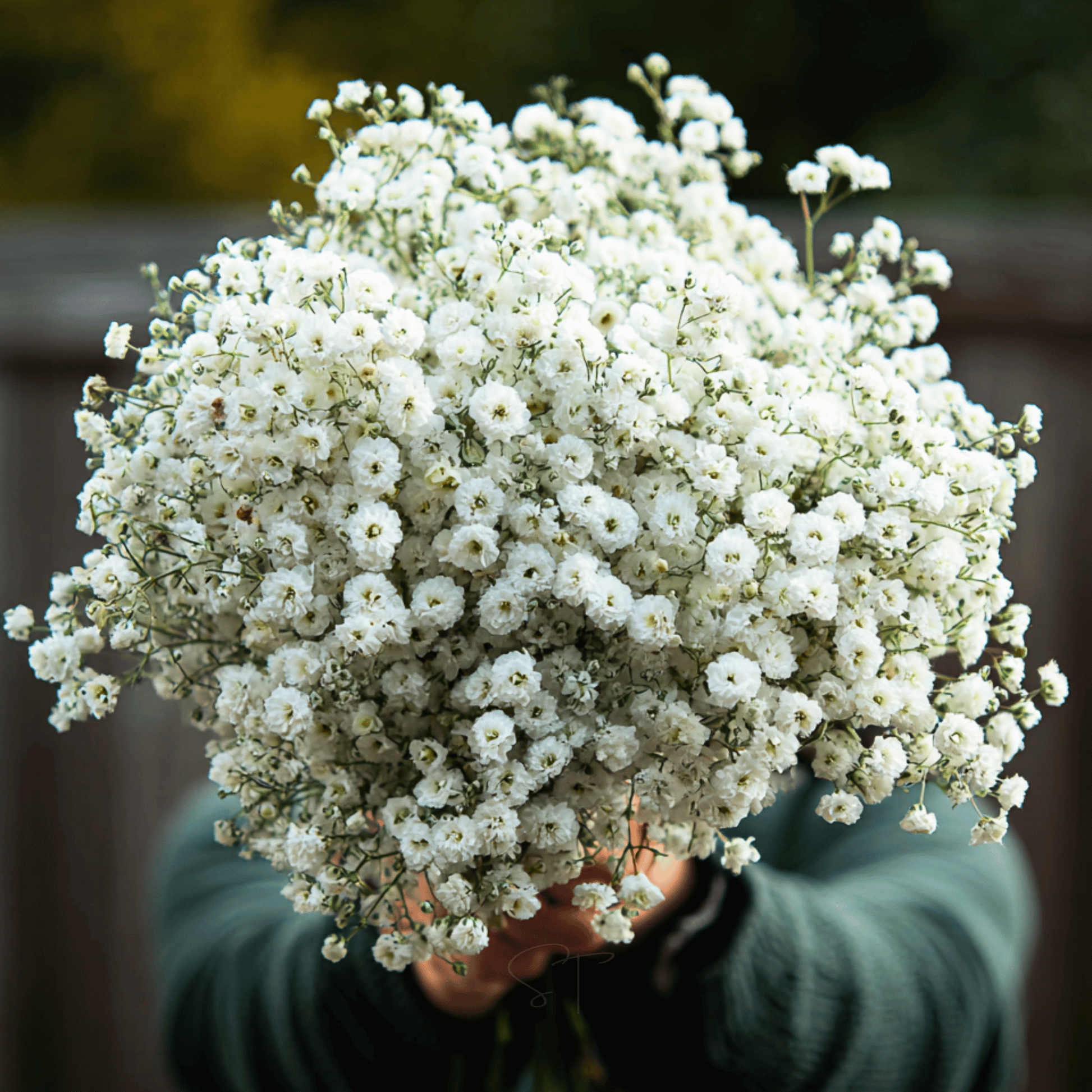 White Yarrow Seeds The Pearl Achillea ptarmica Perennial Drought-Tolerant Cut Flower