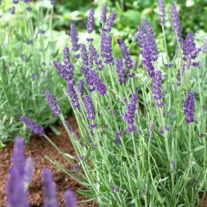 Live Vera Lavender Plant – Fragrant Lavandula angustifolia in 1 Pint Pot, Drought Tolerant & Bee Friendly