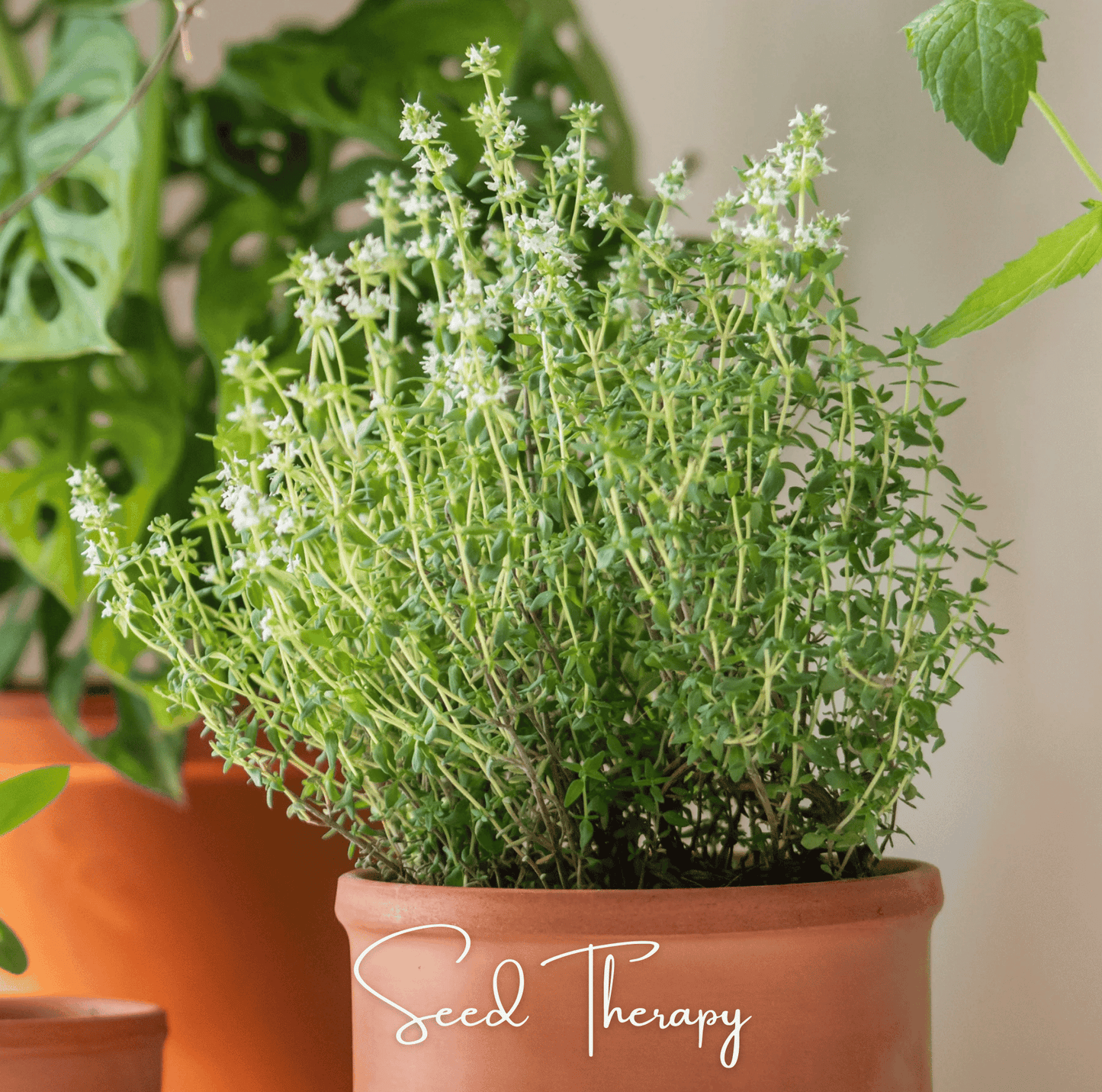 German Winter Thyme Seeds – 200 Heirloom Thymus vulgaris for Culinary & Herb Gardens