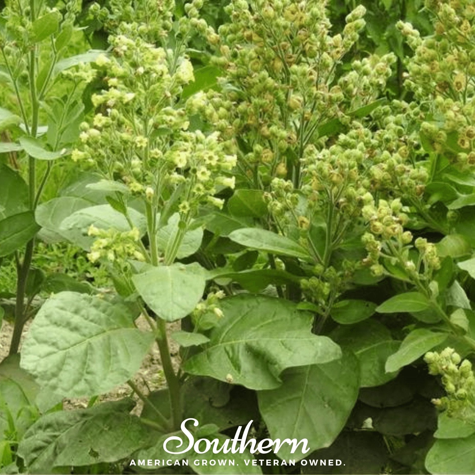 Hopi Tobacco Seeds – Heirloom Non-GMO American Grown Ceremonial Plant, Broad Dark Green Leaves, Sacred Native American Tradition