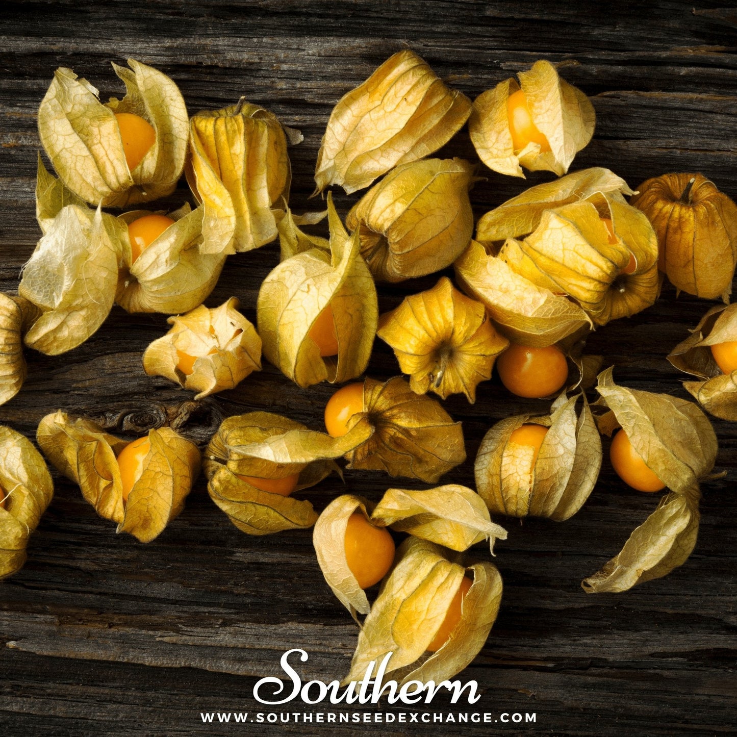 Husk Cherry Tomatillo Seeds – 20 Heirloom Ground Cherry Physalis pruinosa for Jam, Sauce, and Snacking