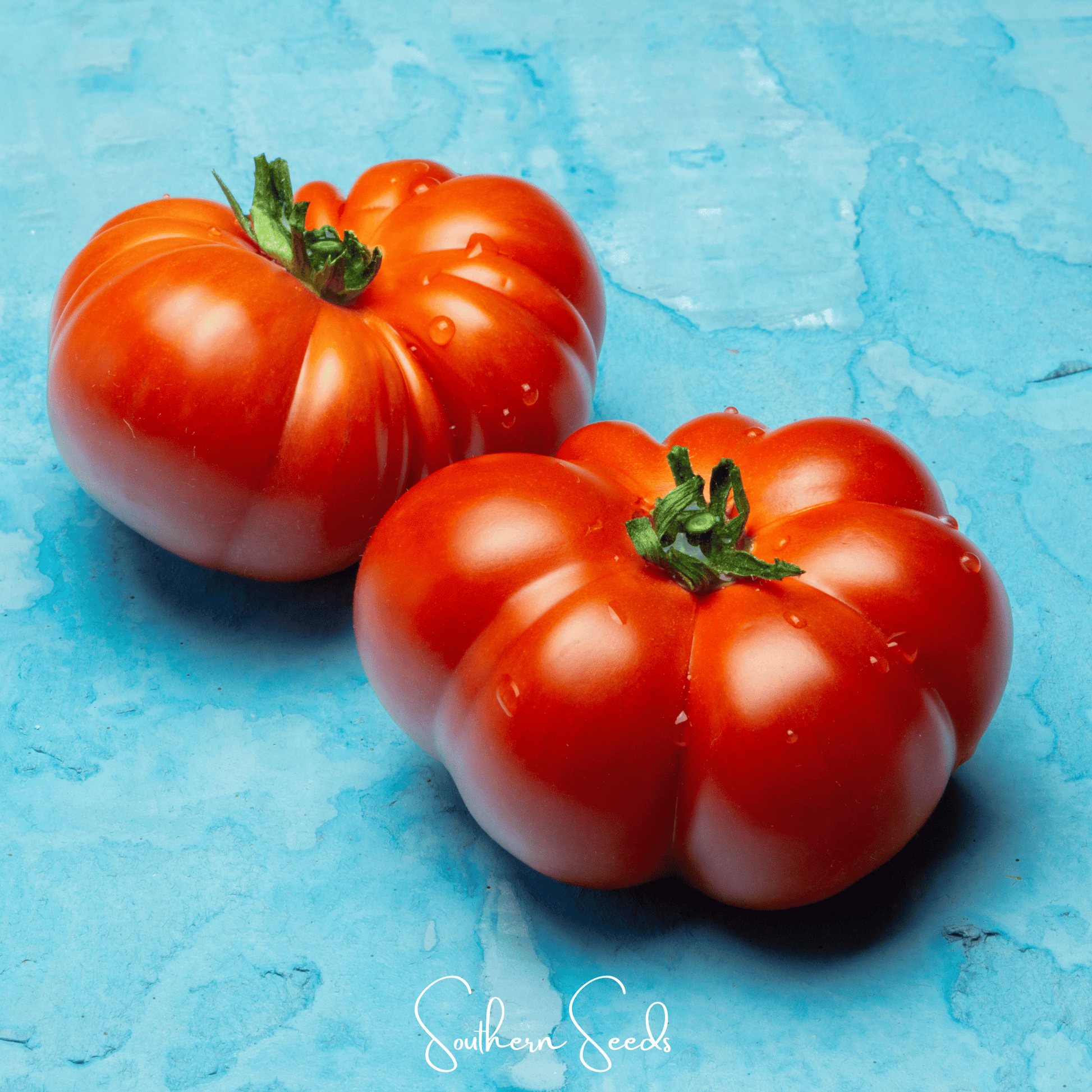 Red Brandywine Tomato Seeds – Heirloom, Open Pollinated, Indeterminate, Large Beefsteak Fruits, Rich Flavor, Non-GMO, American Grown