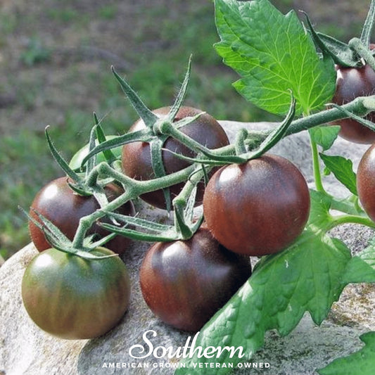 Chocolate Cherry Tomato Seeds – Heirloom, Indeterminate, Deep Red, 25 Seeds, Solanum lycopersicum