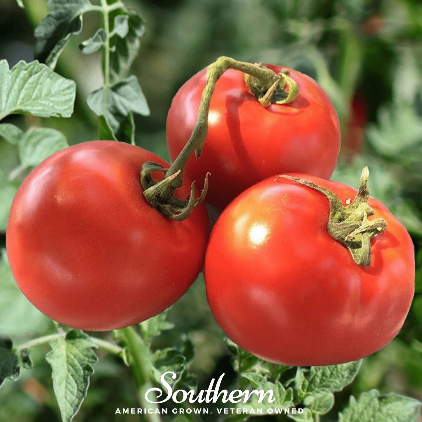 Homestead Tomato Seeds – Heirloom, Determinate, Large Red Slicing Tomatoes, Solanum lycopersicum, 50 Seeds