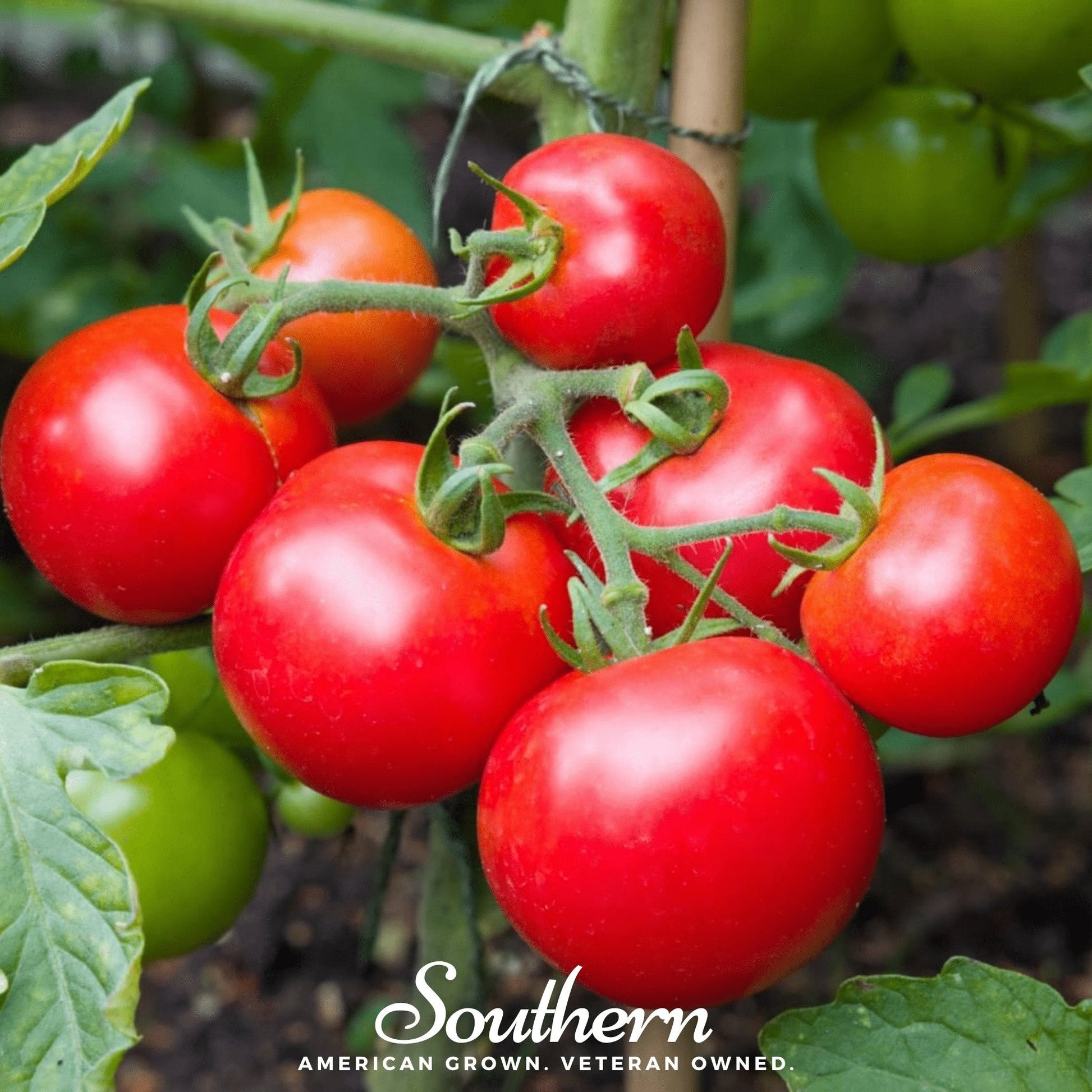 Moneymaker Tomato Seeds – 50 Heirloom, Indeterminate, Open Pollinated, Solanum lycopersicum