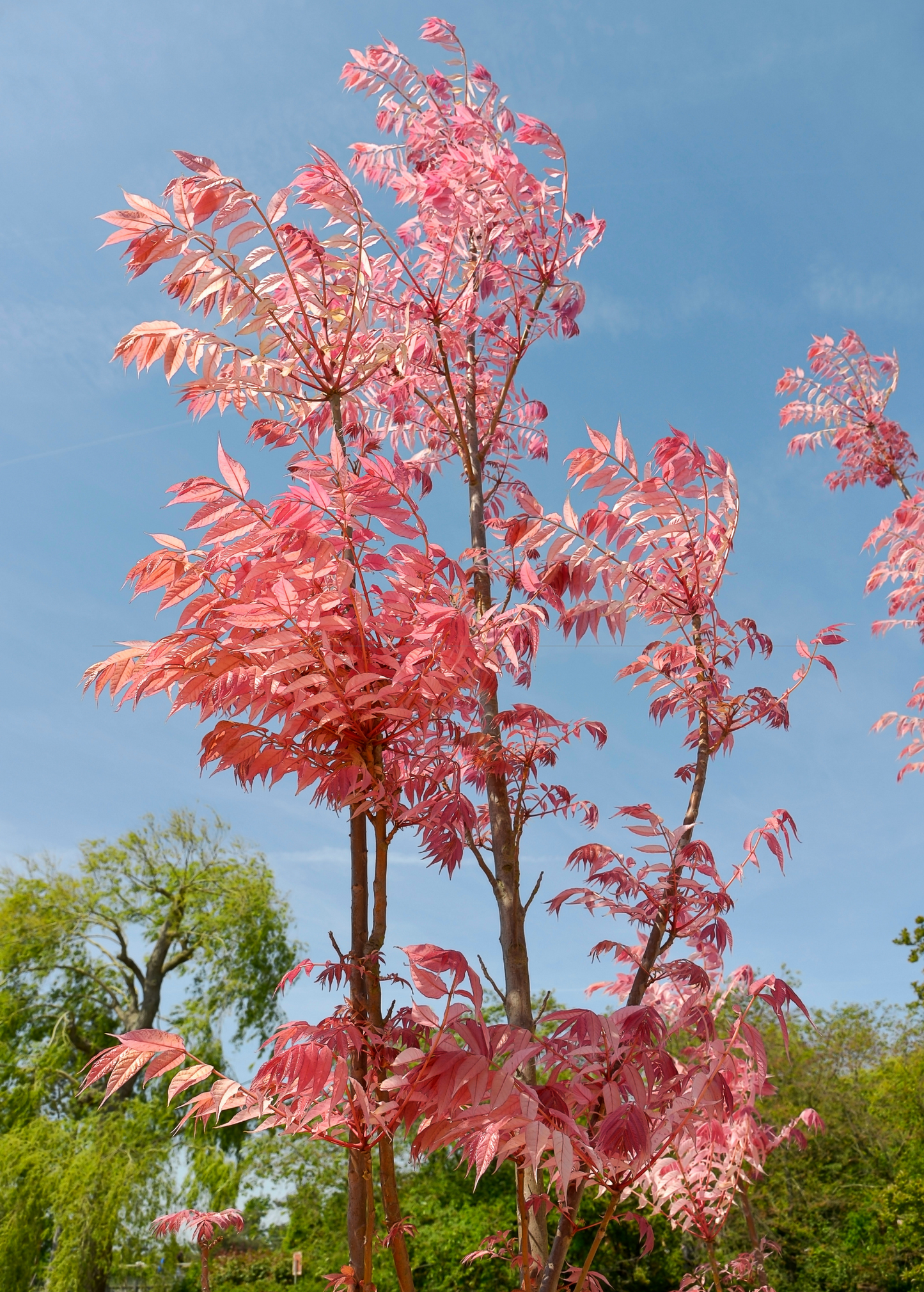 Red Toon Tree Seedling - Edible Red Leaves, Nutritious, Spicy Flavor, Toona sinensis, Chinese Mahogany, Bonsai-Ready