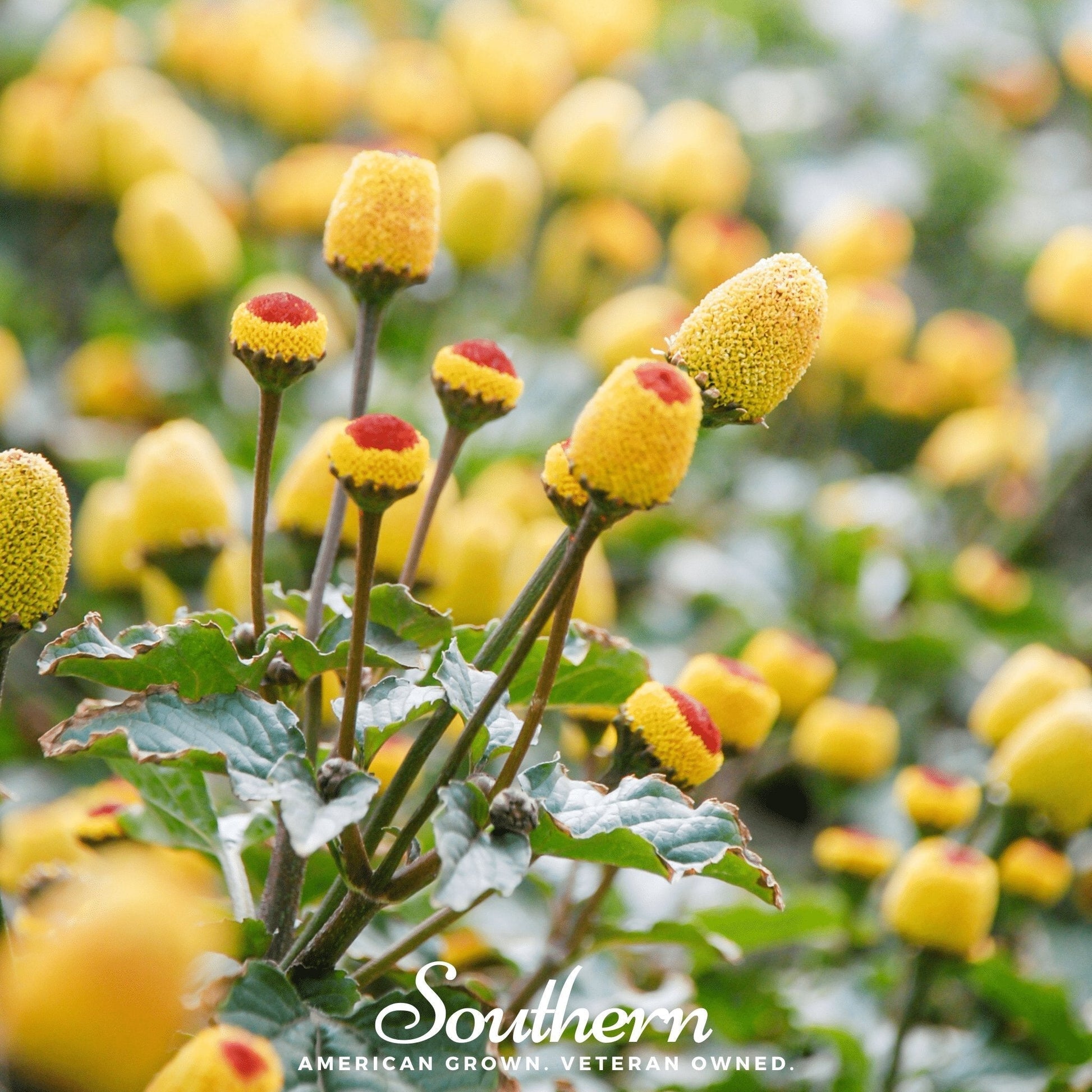 Toothache Plant Seeds – Acmella oleracea Heirloom, Buzz Buttons, Electric Daisy, Numbing Herb, 50 Seeds