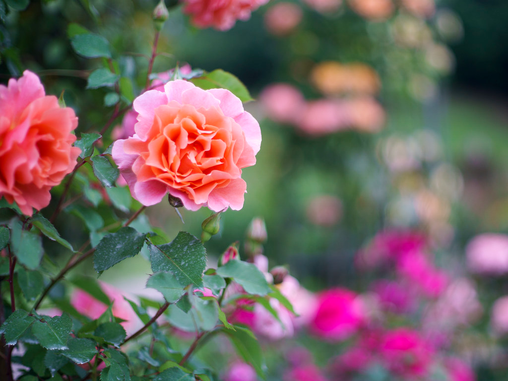 Rose 'Glowing Sunset' Cuttings - Bright Orange Flowering Shrub Rose Propagation, USA Grown, 3 Fresh 5-6" Stems with Rooting Powder