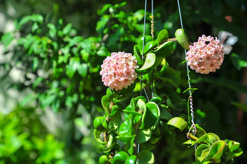 Hoya Hindu Rope Cuttings - 2 Unrooted 3" Stem Pieces - Hoya Compacta Wax Plant Propagation - Tropical Succulent Vine