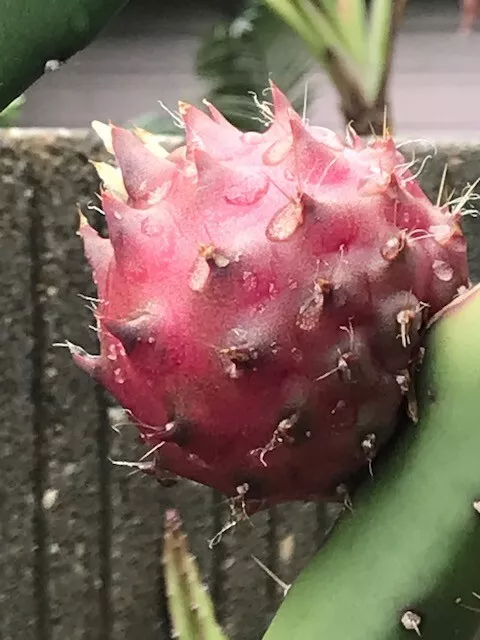 Black Africanis Dragon Fruit Cuttings - 8-10" TLM Variety, Near-Black Skin, Red Flesh, Self-Fertile, Exotic Pitaya, Fast Rooting, Grafting Stock