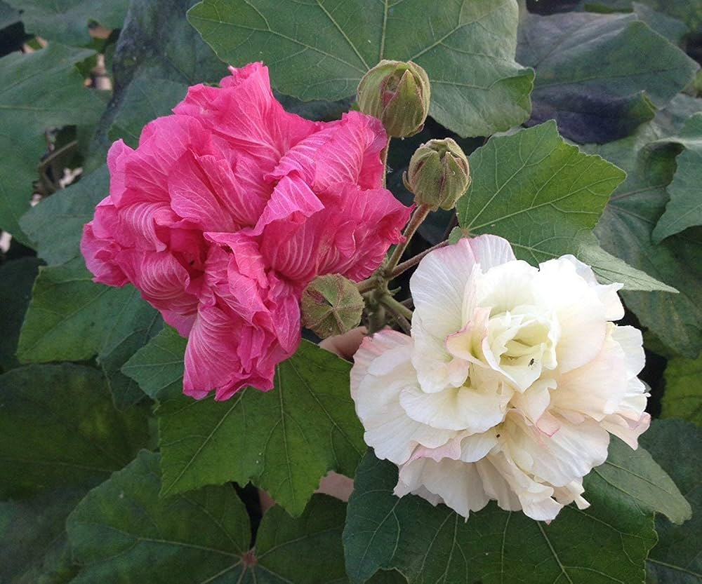 Confederate Rose Cuttings - 15 Live Stem Cuttings, Hibiscus mutabilis, Color-Changing Flowers, Deciduous Shrub for USDA Zones 7-11