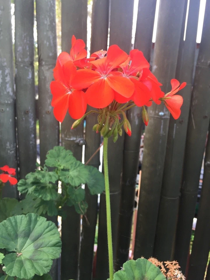 Pelargonium Zonal Geranium Cuttings 6" Orange-Red Blooms Starter Plants for Containers & Gardens