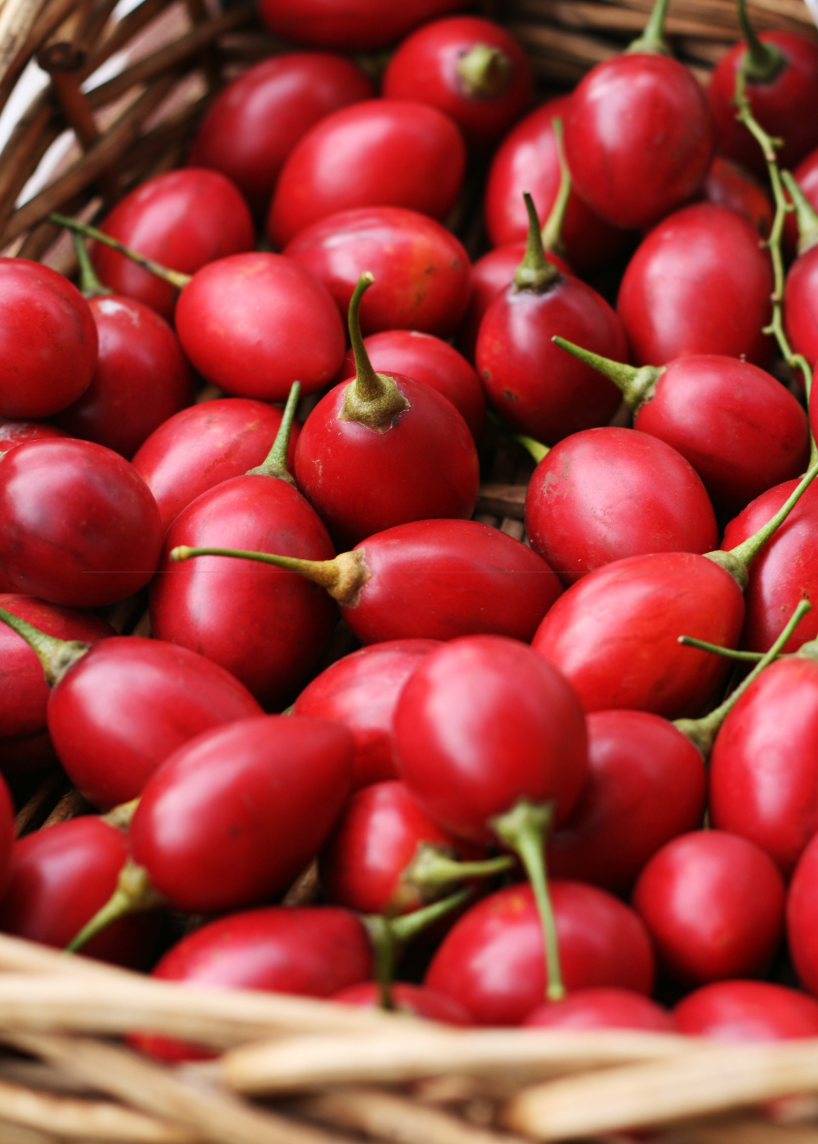 Tree Tomato Plant, Red Fruit, Tamarillo, Cyphomandra betacea, South American Fruit Tree