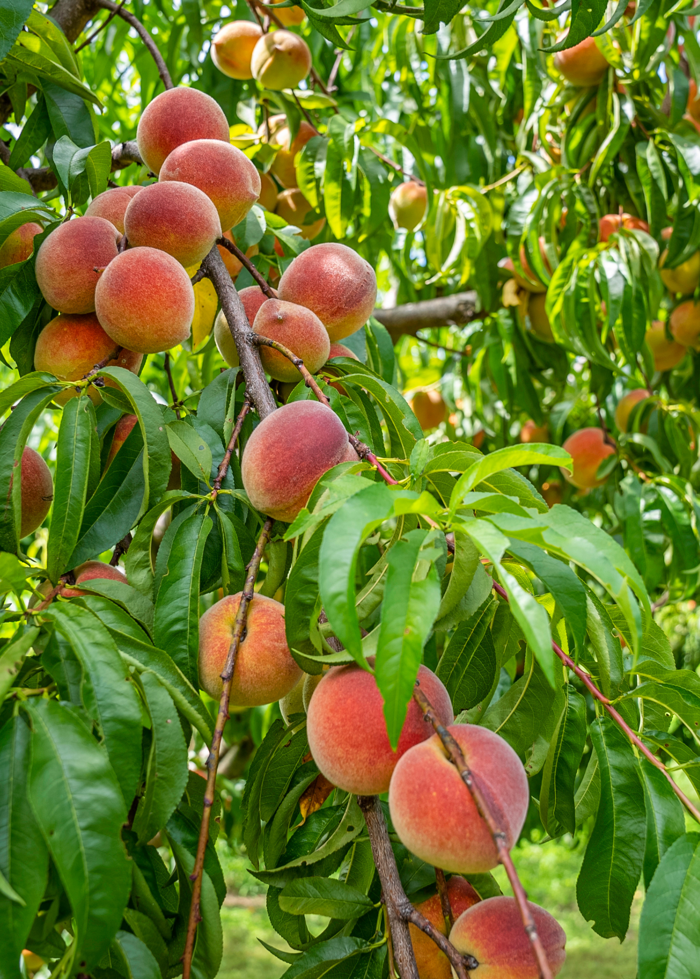 Peach Tree Tropic Prince Low Chill Prunus persica Fruit Tree for Warm Climates