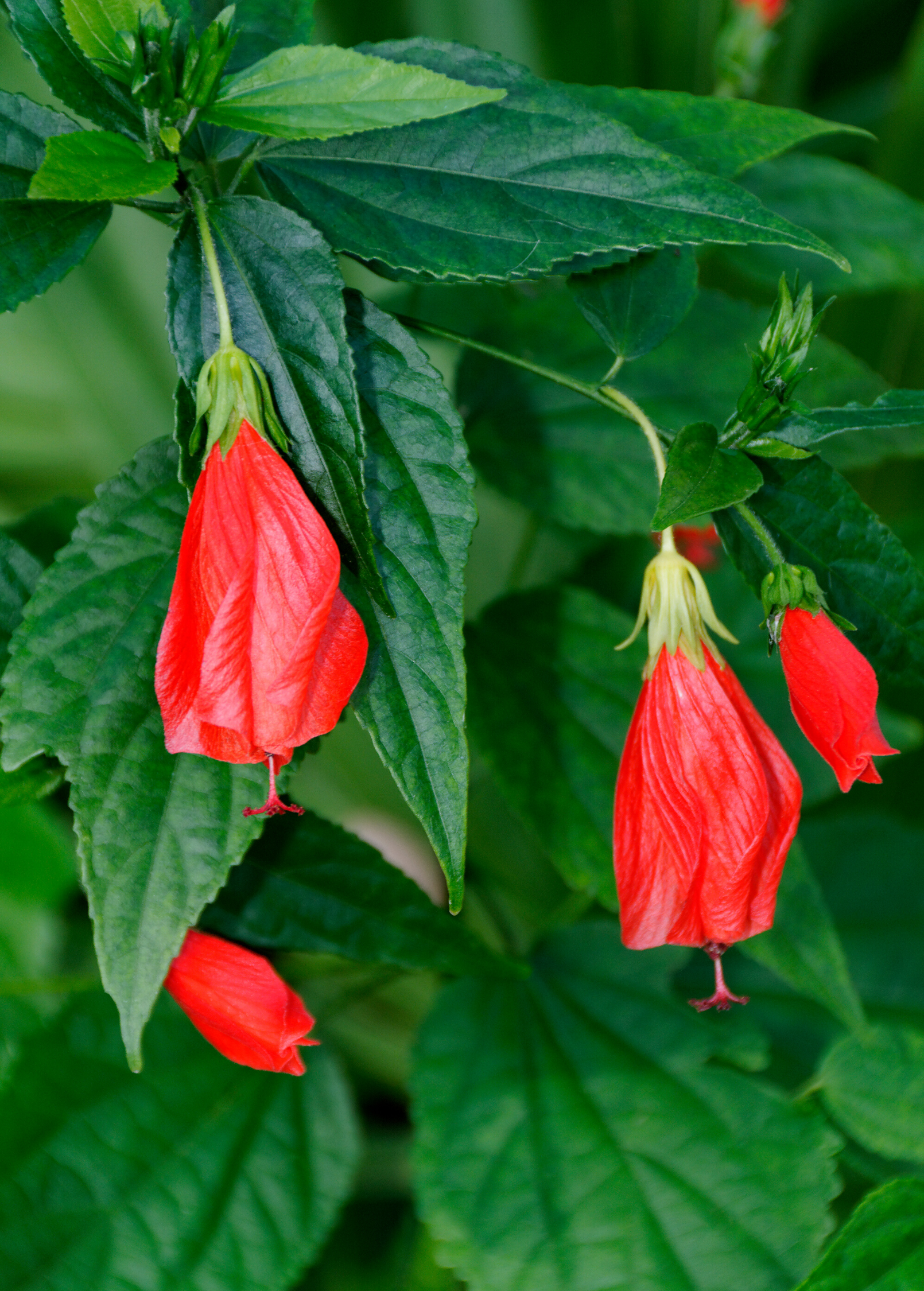Turk's Cap Shrub - Vibrant Red Edible Flowers, Butterfly and Hummingbird Attractant, Malvaviscus arboreus
