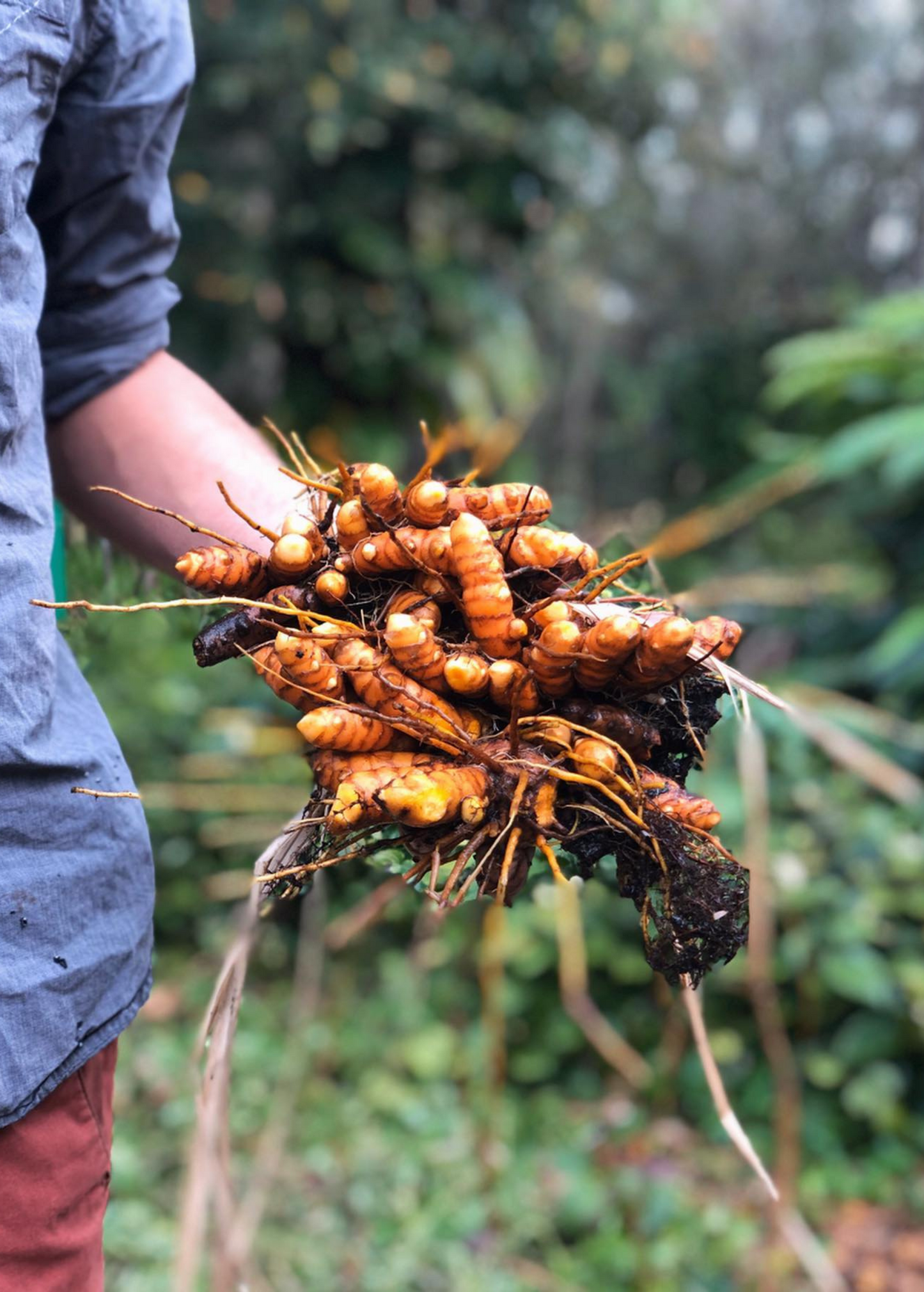 Orange Turmeric Rhizome - Curcuma longa, Medicinal Superfood, Culinary Spice, Natural Dye, Anti-inflammatory Herb
