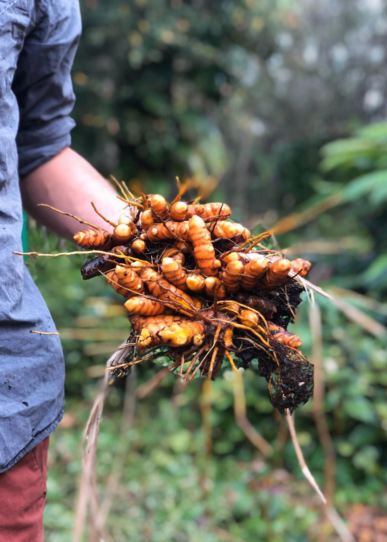 Orange Turmeric Rhizome - Curcuma longa, Medicinal Superfood, Culinary Spice, Natural Dye, Anti-inflammatory Herb