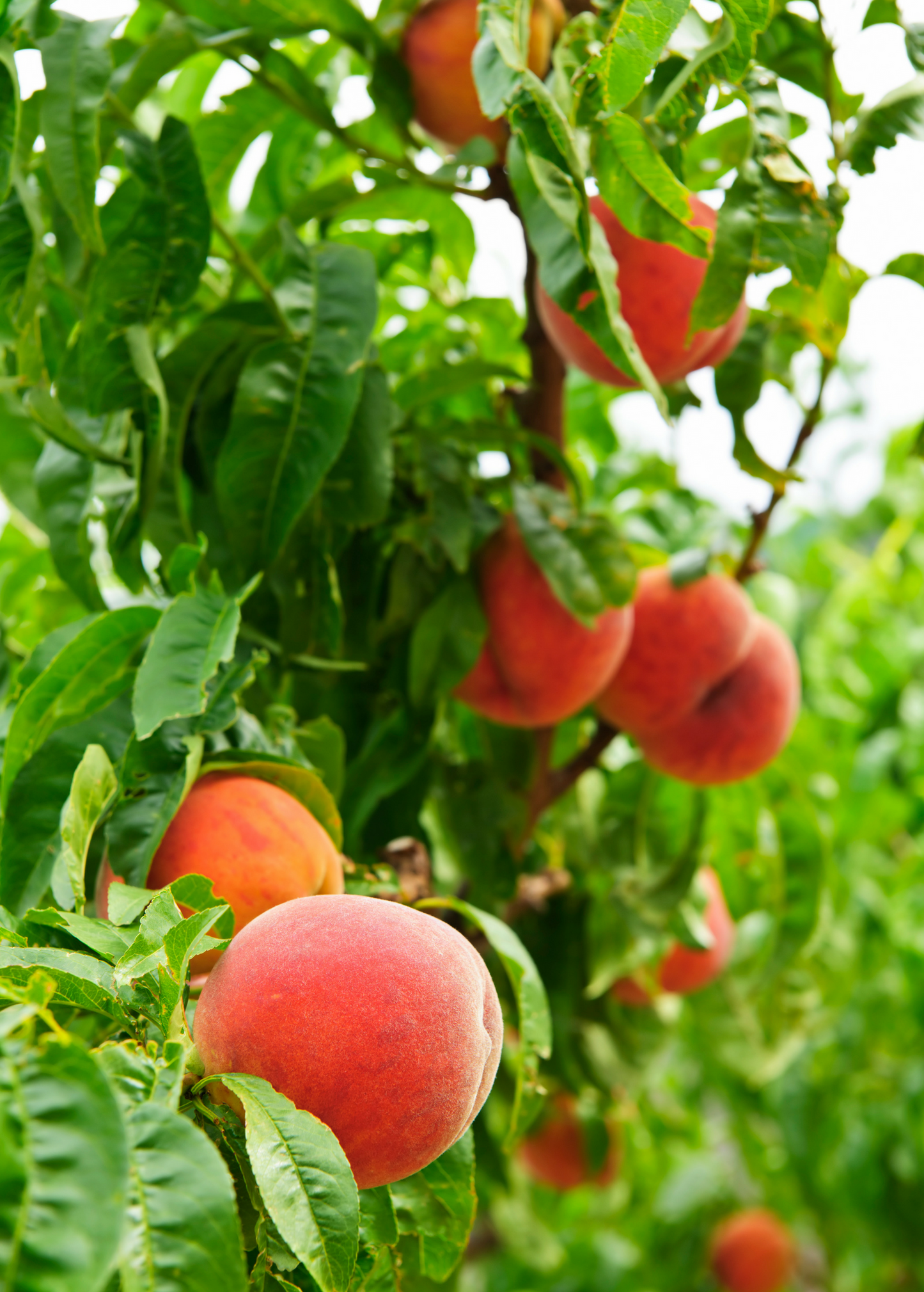 Peach Tree UF Best Grafted Fruit Tree for Fresh Eating, Sweet & Firm, Prunus persica
