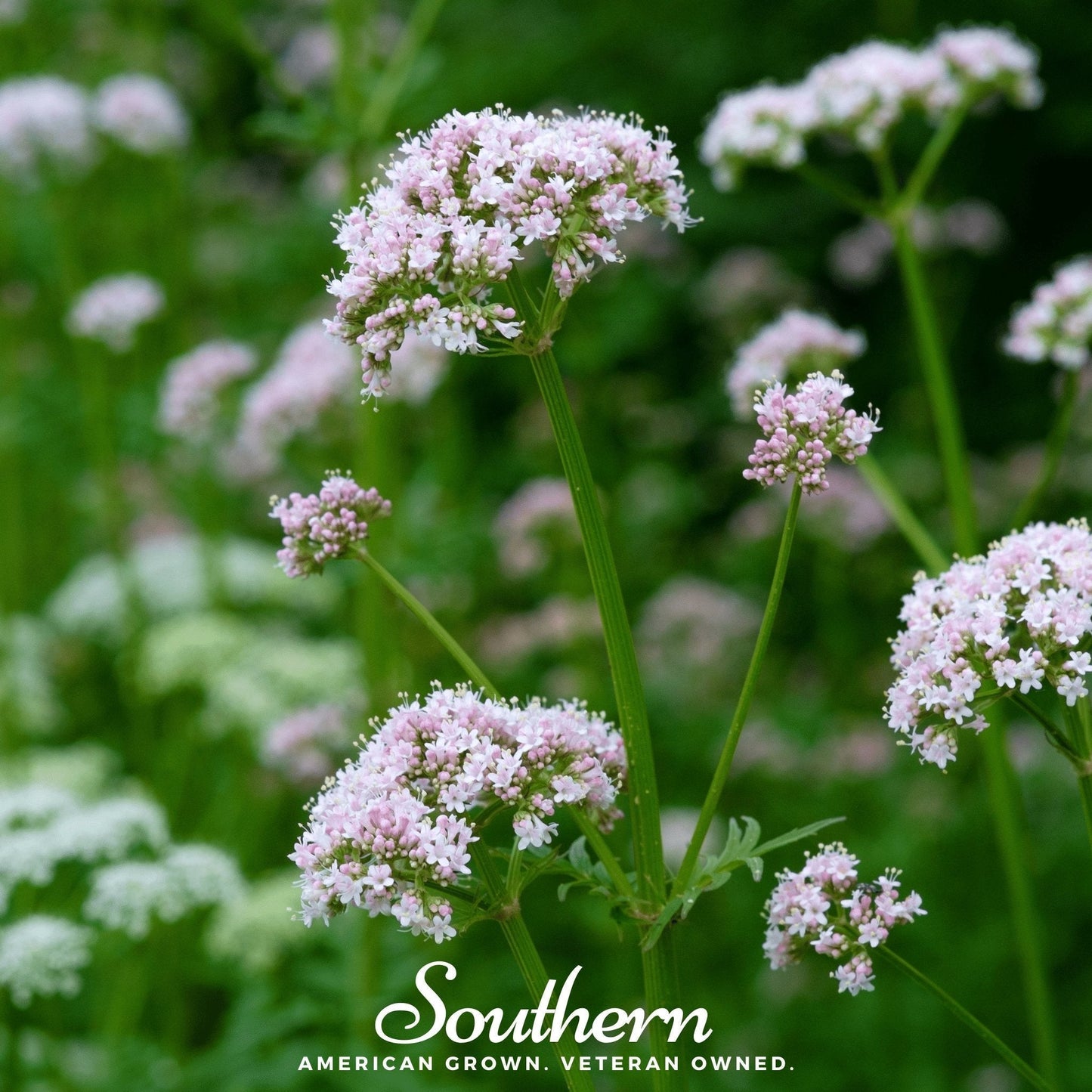 Valerian Seeds 100 Pack | Heirloom Perennial Herb | Valeriana officinalis | Fragrant Pink-White Flowers