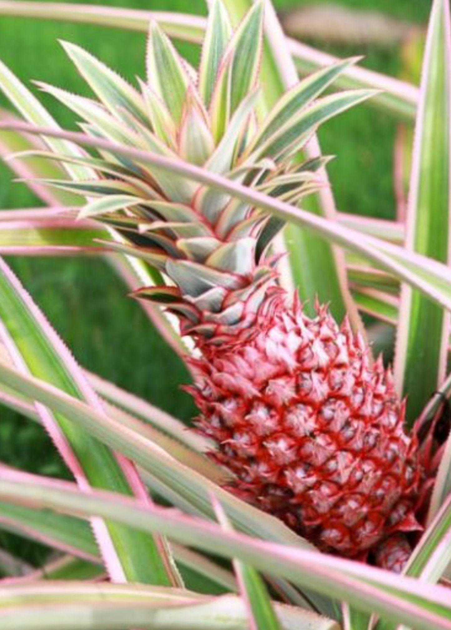 Variegated Pineapple Plant 'Juicy' Ananas comosus Tropical Edible & Ornamental