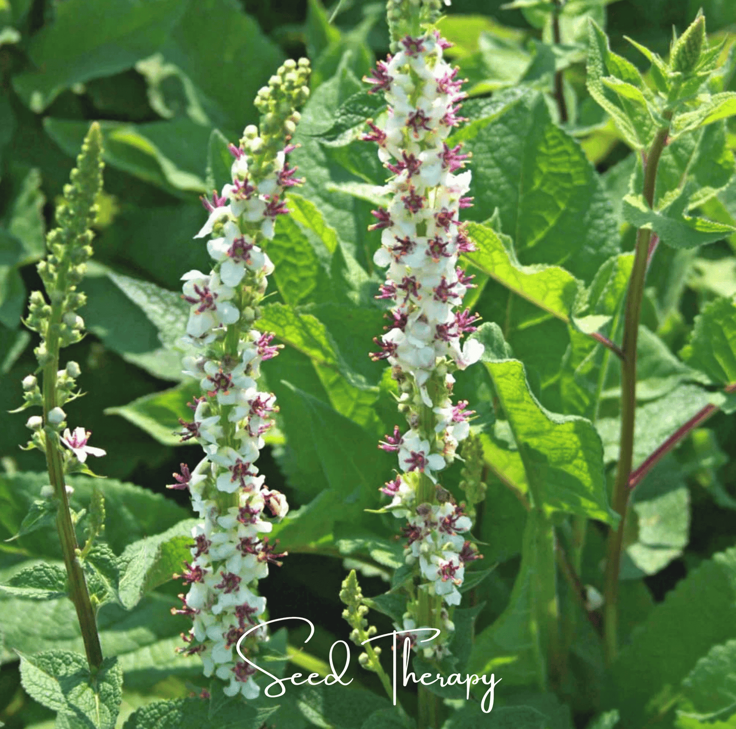 Wedding Candles Verbascum Seeds – Perennial White Flowering Heirloom Plant for Garden Borders