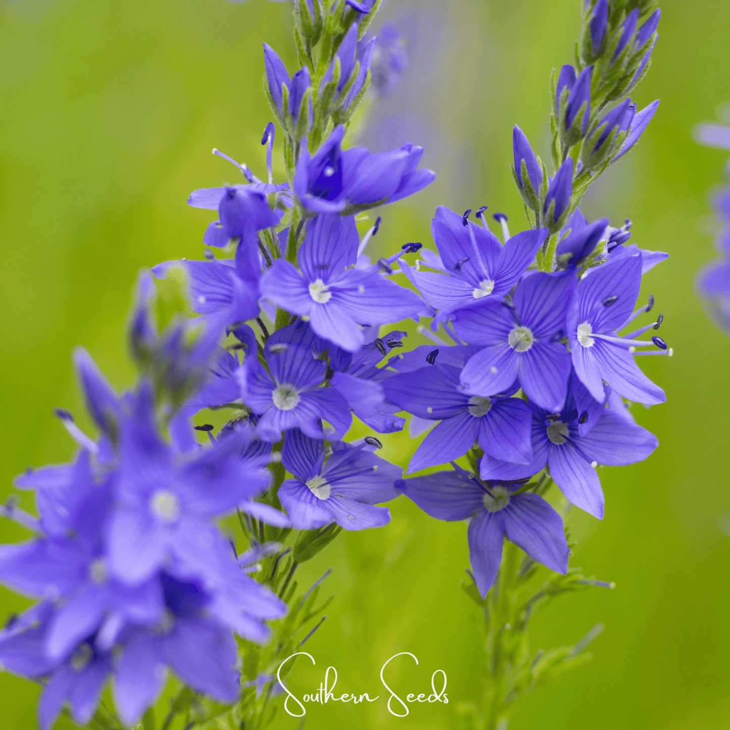 Royal Blue Veronica Seeds – Heirloom Perennial, Vibrant Blue Flowers, Pollinator Friendly, 50 Seeds