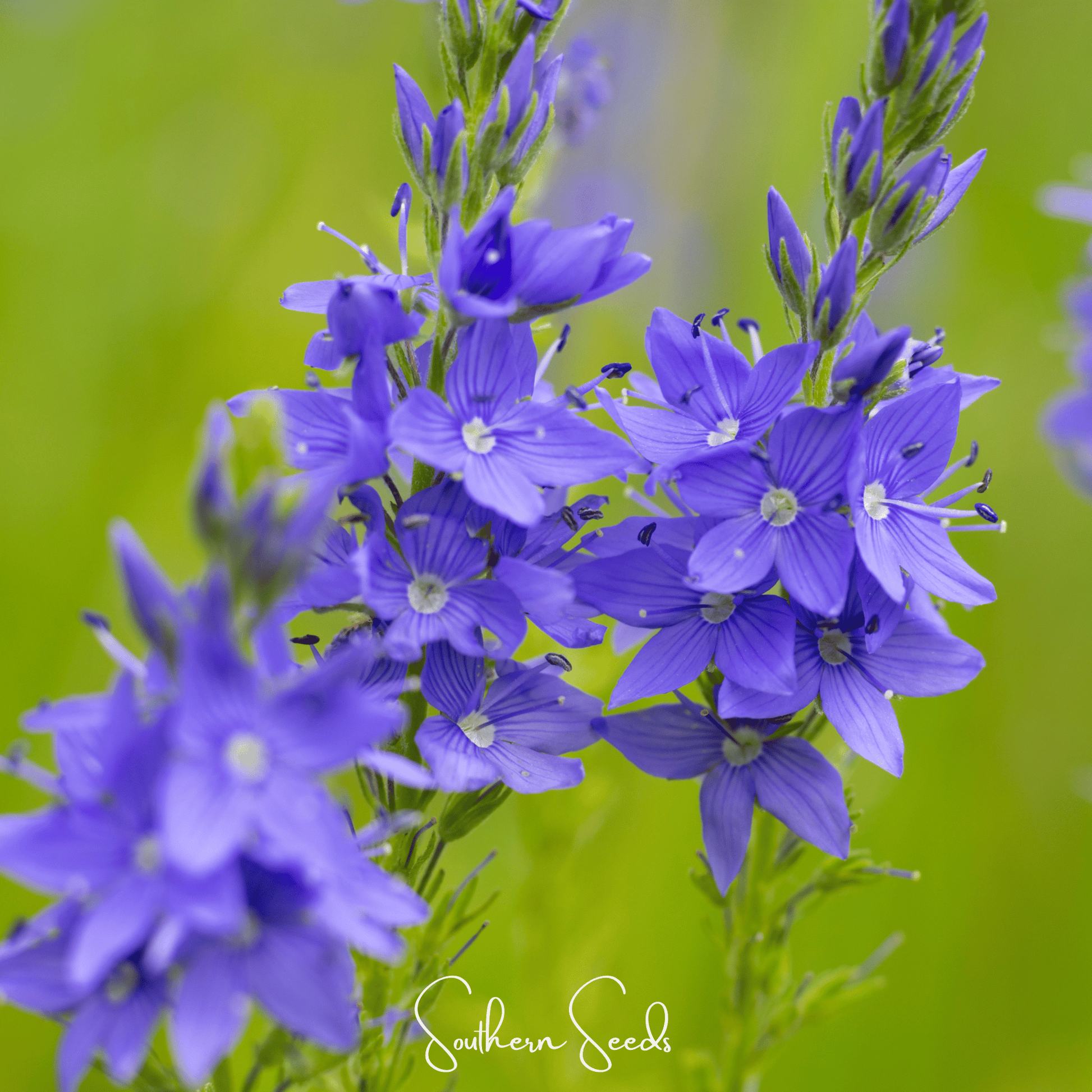 Royal Blue Veronica Seeds – Heirloom Perennial, Vibrant Blue Flowers, Pollinator Friendly, 50 Seeds