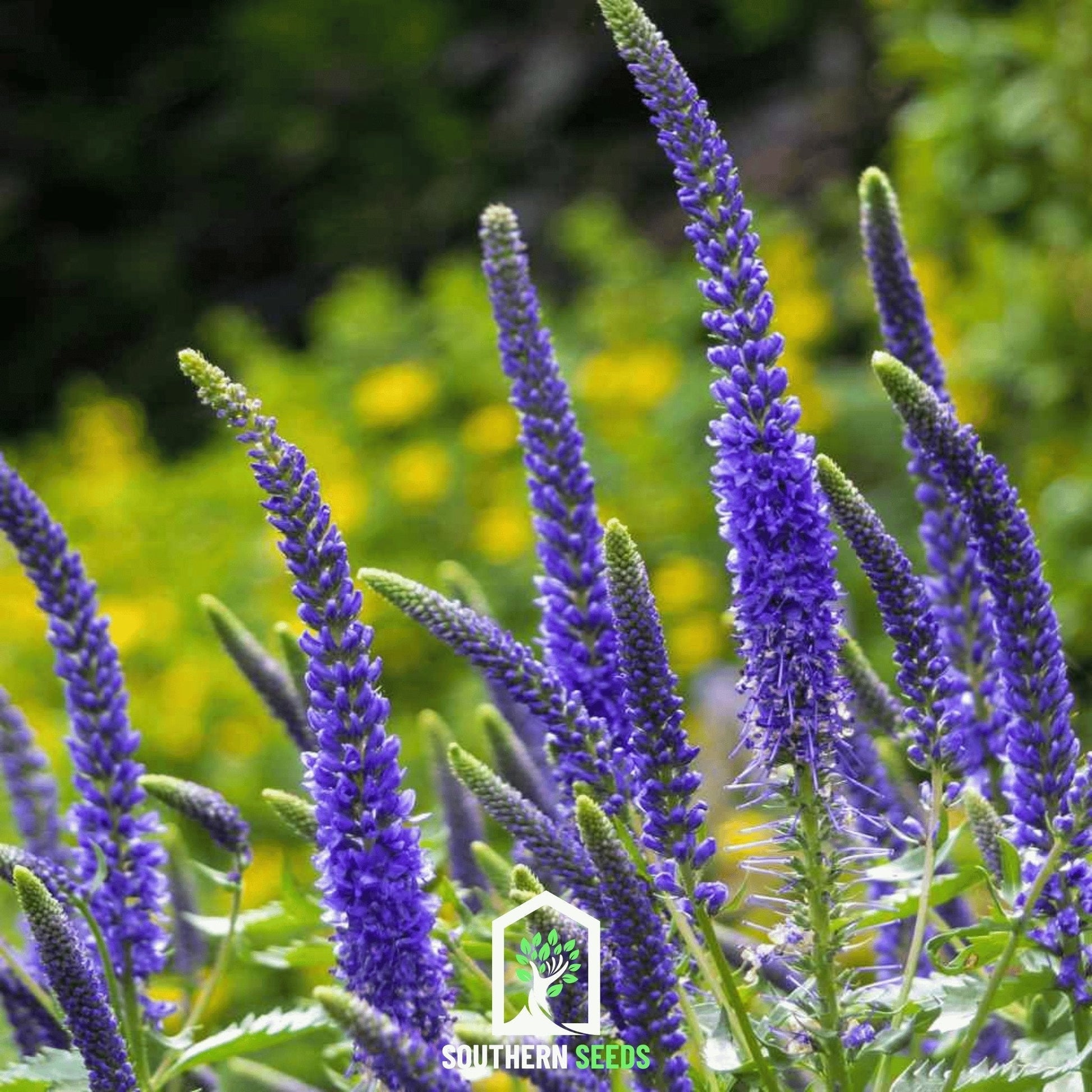 Spiked Speedwell Seeds Veronica spicata Perennial Blue Pink White Flowering Garden Plant