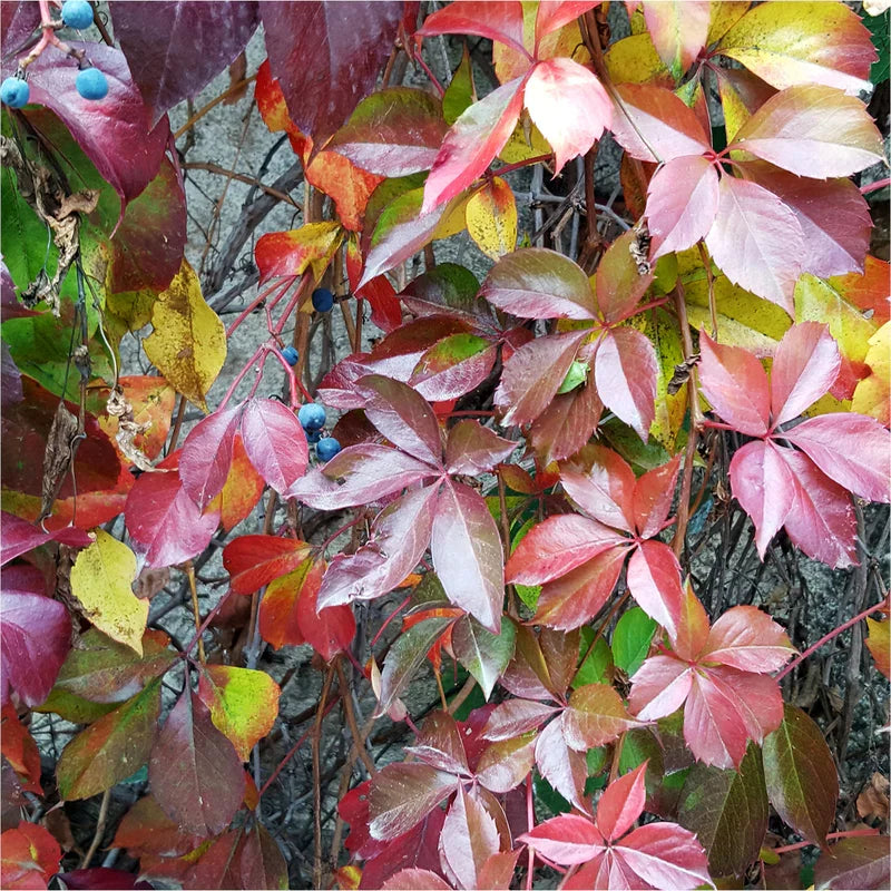 Virginia Creeper Cuttings 6–8 Inches | Parthenocissus quinquefolia Native Vine for Climbing, Ground Cover, Fall Color
