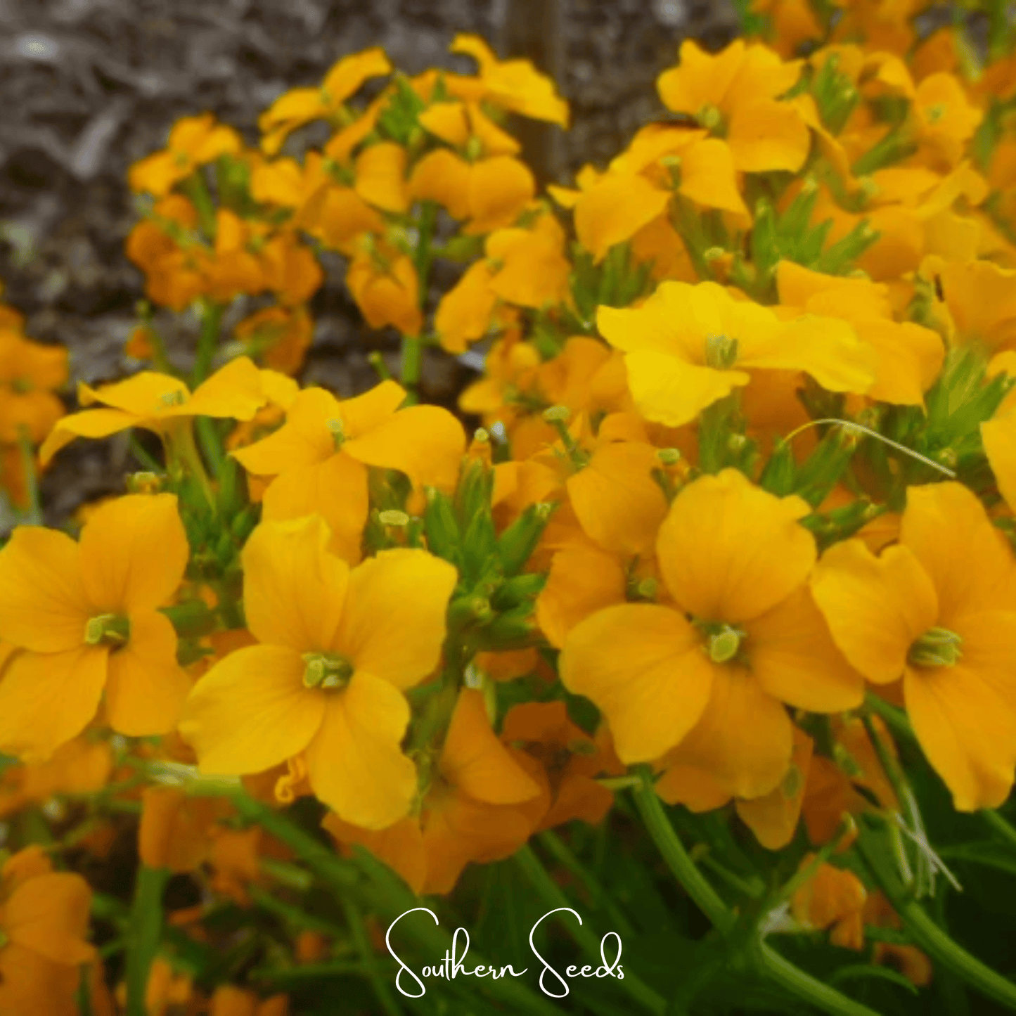 Siberian Wallflower Seeds - 250 Wildflower Seeds for Pollinators, Early Blooming, Drought Tolerant, Cheiranthus allionii