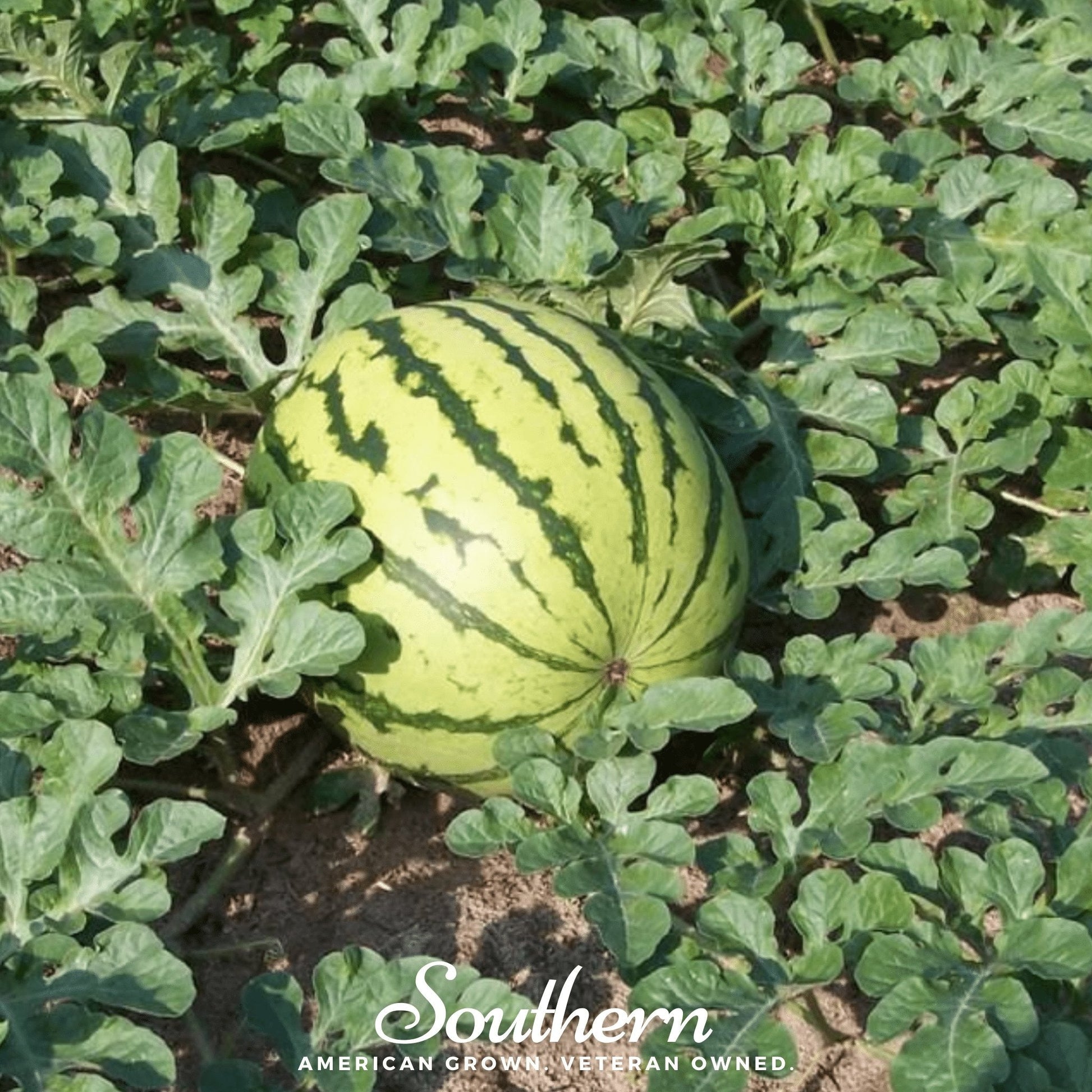 Dixie Queen Watermelon Seeds – Heirloom, Open Pollinated, Non-GMO, American Grown, Citrullus lanatus