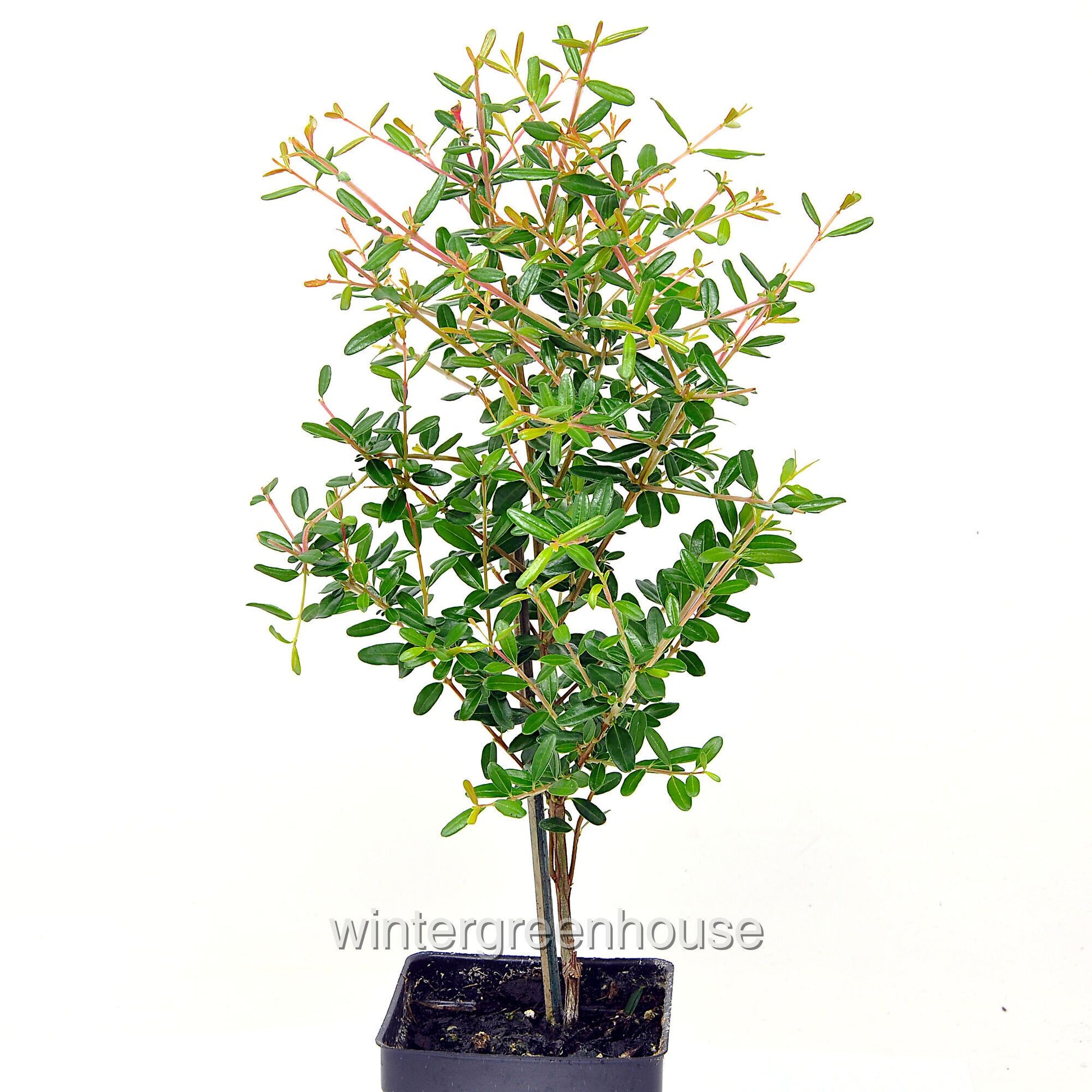 Dwarf Pomegranate Bonsai Tree - Punica granatum nana - Miniature Indoor Fruit Plant for Home & Garden