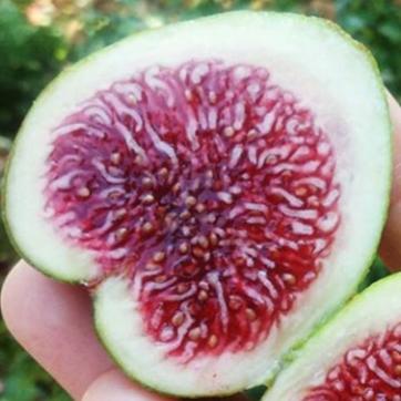 Rockaway Green Fig Cutting - Rare Ficus carica with Sweet Red Pulp, 8+ Inches, 3+ Nodes for Propagation