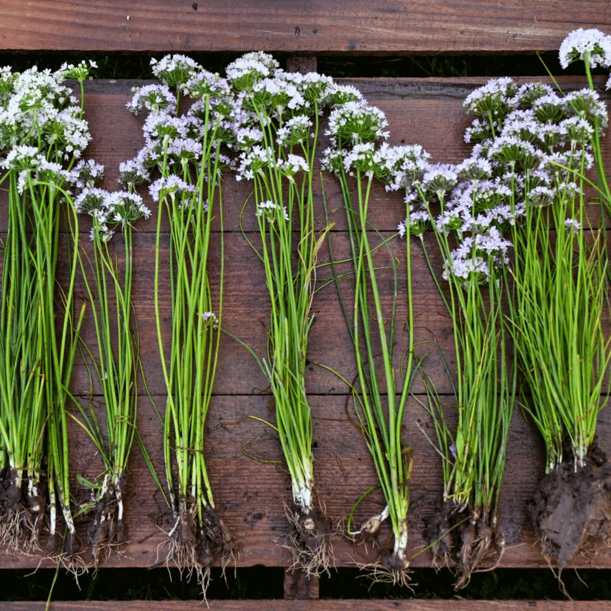 Wild Garlic Seeds - Heirloom Native Perennial, Edible Bulbs & Leaves, Pinkish-White Flowers, Allium canadense, 25 Seeds