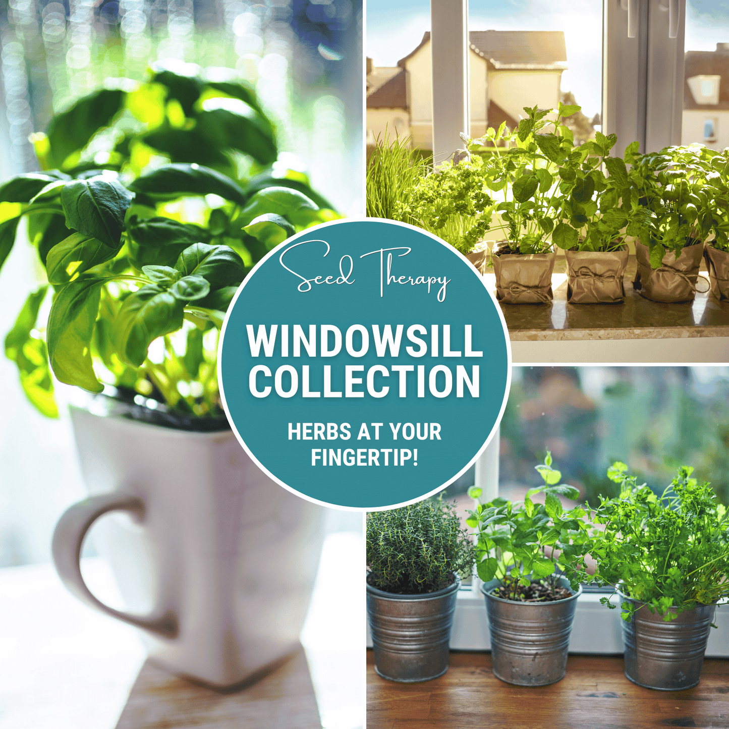 Windowsill Herb Seed Collection – 6 Culinary Herbs for Indoor Gardening – Basil, Chives, Oregano, Parsley, Thyme, Sage