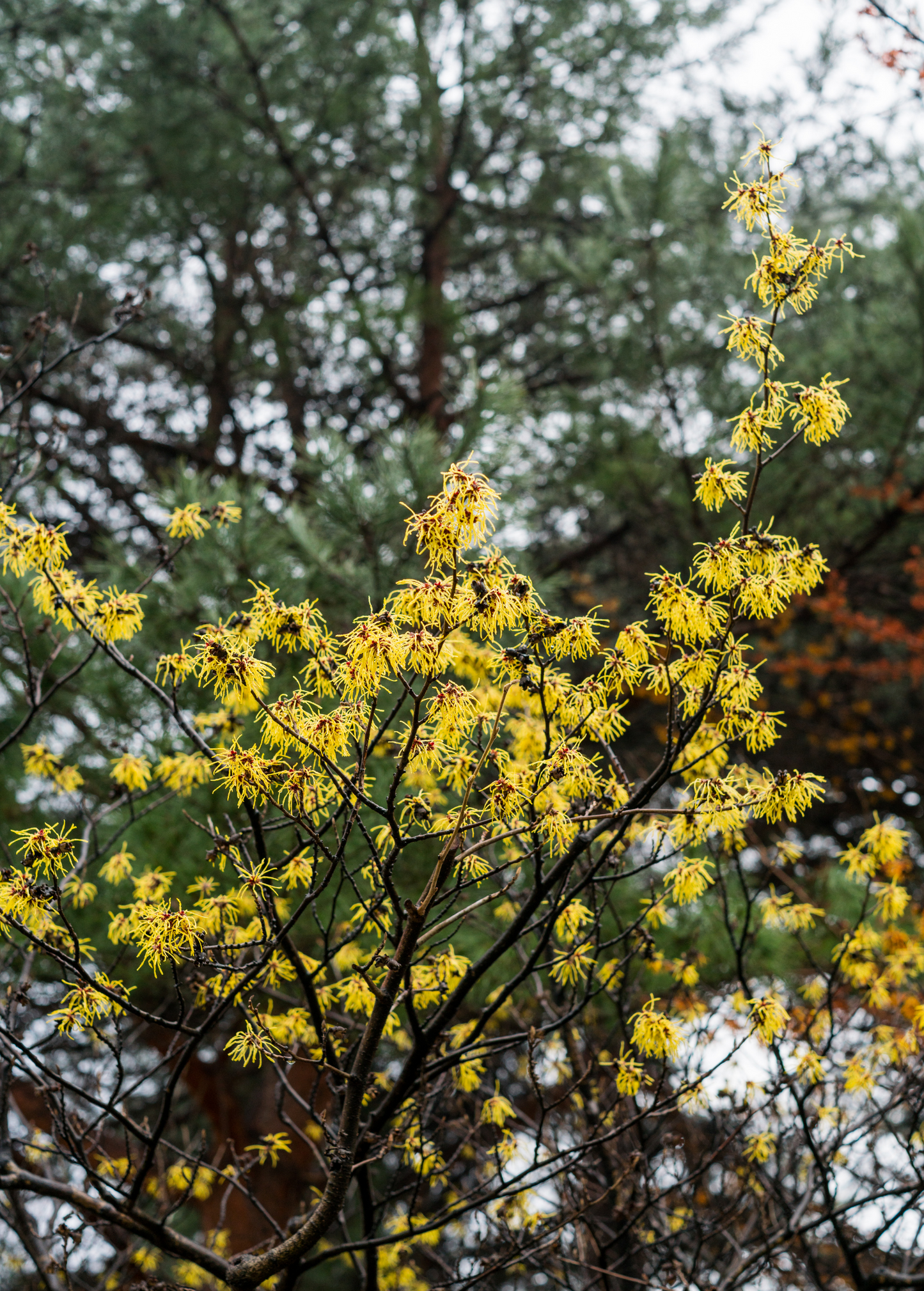 Witch-Hazel Shrub Hamamelis virginiana Medicinal Plant with Yellow Fall Flowers