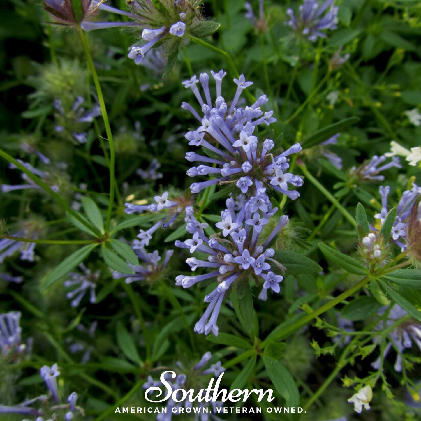 Blue Woodruff Seeds | Asperula Orientalis | Lavender-Blue Flowers | Non-GMO, American Grown, Herb Seeds