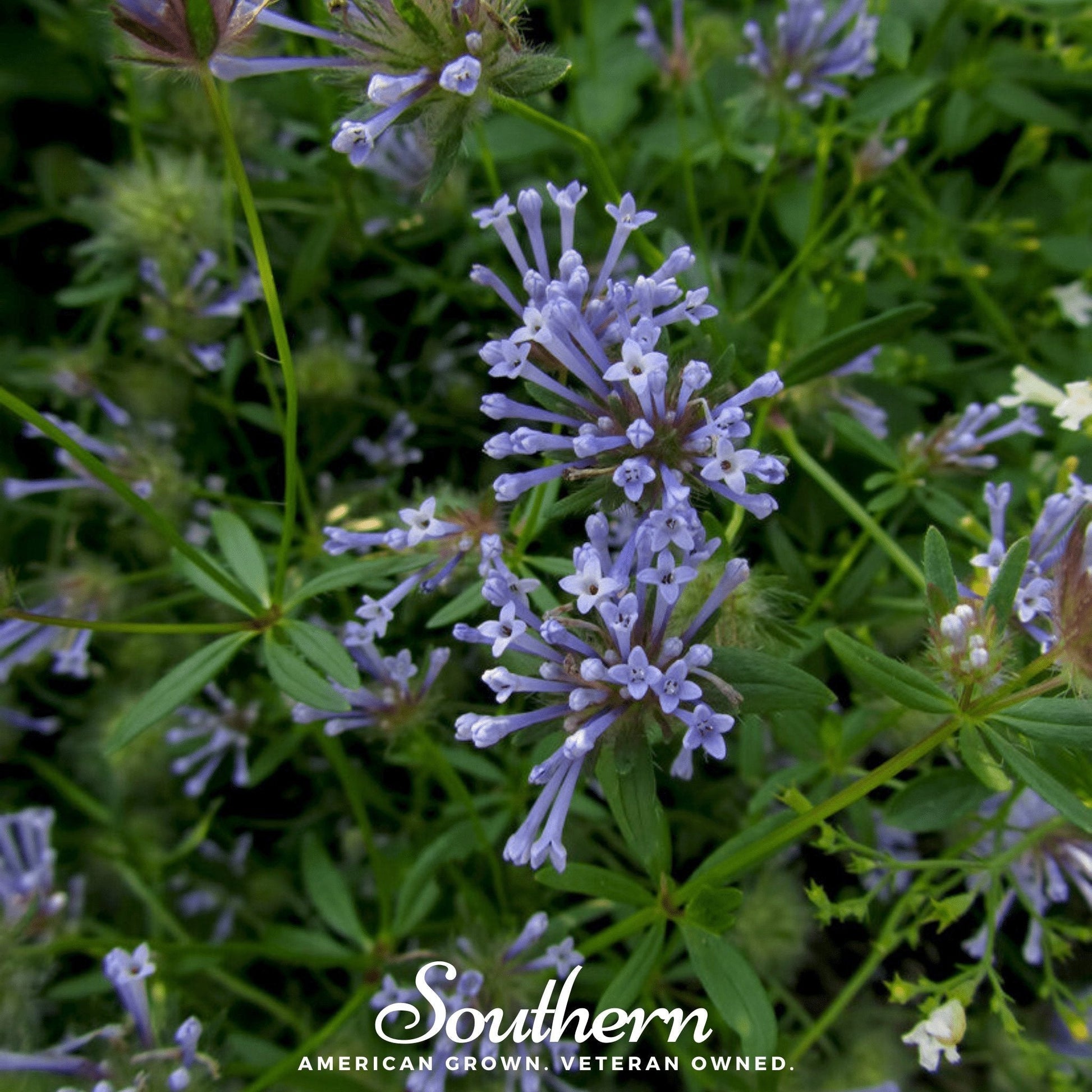 Blue Woodruff Seeds | Asperula Orientalis | Lavender-Blue Flowers | Non-GMO, American Grown, Herb Seeds